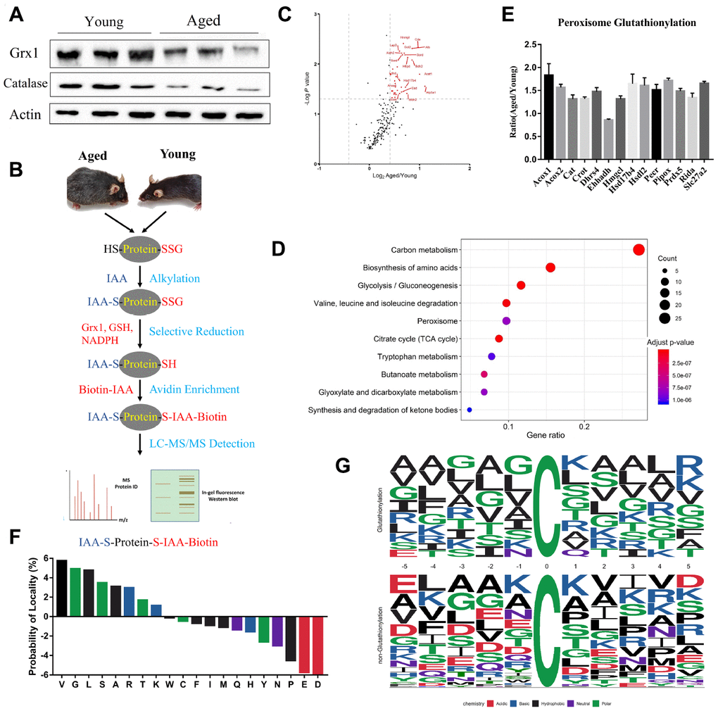 Profiling protein glutathionylation in young and aged mouse kidneys. (A) Western blot analysis of Glrx1 and catalase in kidney tissues. (B) Workflow of profiling cysteine glutathionylation. (C) Volcano plot of glutathionylated proteins in young and aged kidneys; glutathionylated peroxisomal proteins are red-coded. (D) KEGG enrichment analysis of glutathionylated proteins. (E) Histogram of the increased glutathionylation of peroxisomal proteins. (F) Significant enrichment of small amino acids, lysine and arginine against aspartic acid and glutamic acid at the proximal position (±five positions) to glutathionylated cysteine residues. (G) Consensus motif for glutathionylated cysteine residues shows significant enrichment of lysine and arginine across a range of proximal positions. Error bars represent ± SEM.