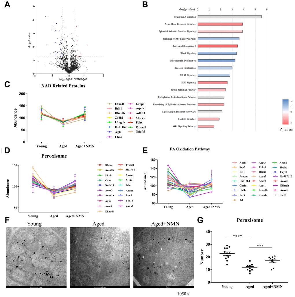 NMN restores proteostasis in aged kidneys. (A) Volcano plot of DEPs in untreated and NMN-treated kidneys. (B) IPA analysis of DEPs in untreated and NMN-treated kidneys (p C) Expression of NAD-dependent oxidoreductase. (D–E) Expression of proteins associated with peroxisomes (D) and fatty acid oxidation pathways (E). (F) Electron micrograph showing part of the mouse kidneys stained for catalase by DAB. The electron-dense reaction product of DAB is observed in the matrix of all peroxisomes, while mitochondria and other components of the cytoplasm are not stained. (Mag. ×1,050). (G) The number of peroxisomes in young, aged and NMN-treated kidneys based on electron micrographs. Data were analyzed using Student’s t-test. *p 