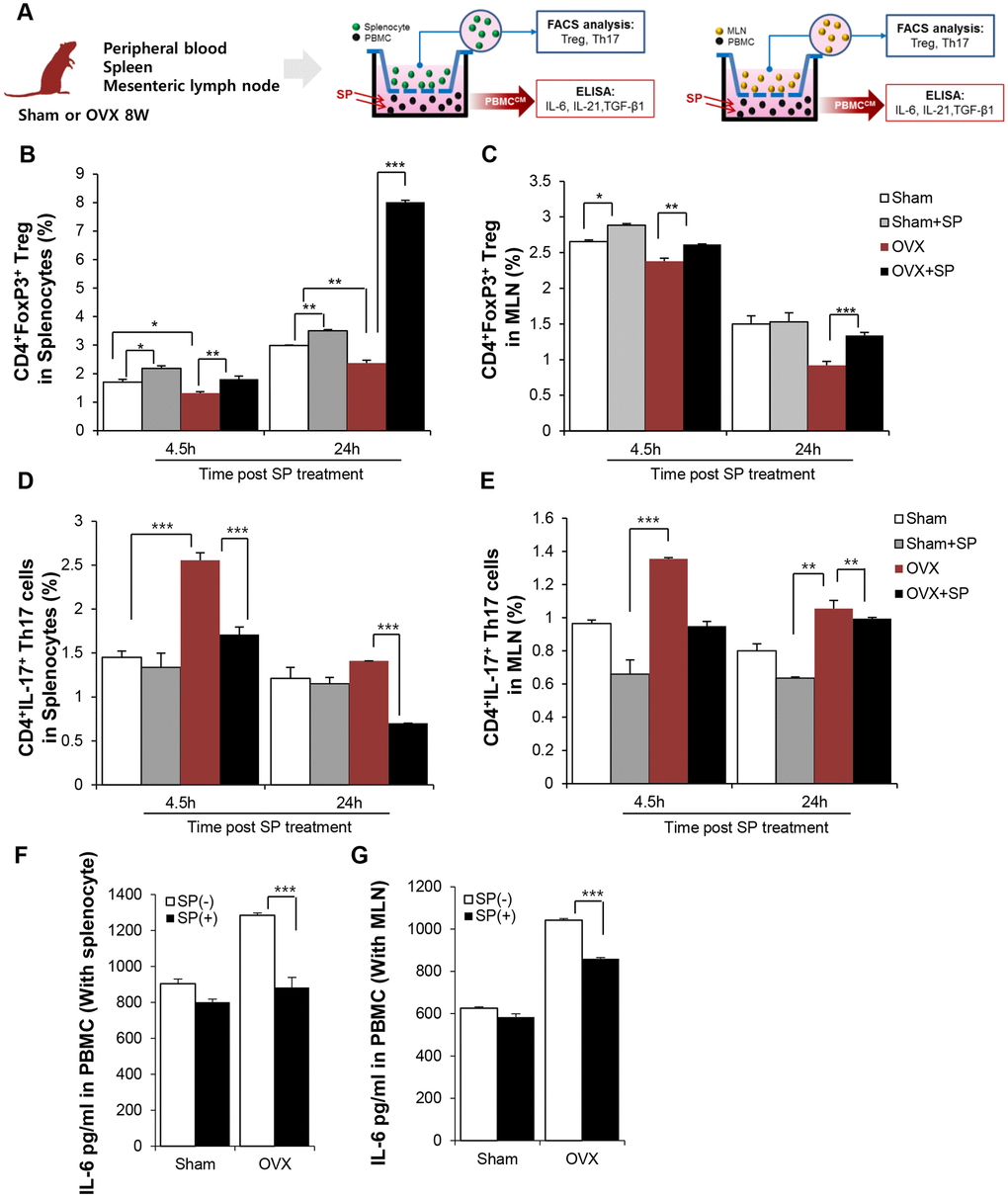 SP can enrich Treg pool in lymphoid organ by suppressing IL-6 secretion from PBMC. (A) Experimental scheme for coculture of PBMC and splenocyte/MLN. SP was added to PBMC (lower part) and 4.5/24h later, spleen/MLN (Upper) was examined by FACS. The portions of CD4+Foxp3+ cells in splenocytes (B) and in MLN (C) were analyzed by FACS post SP treatment PBMC. The ratio of CD4+IL17+ cells (D) in splenocytes and (E) in MLN cells was analyzed by FACS. (F–G) The level of IL-6 in PBMC-conditioned medium with SP was analyzed by ELISA. p values of less than 0.05 were considered statistically significant (* p 