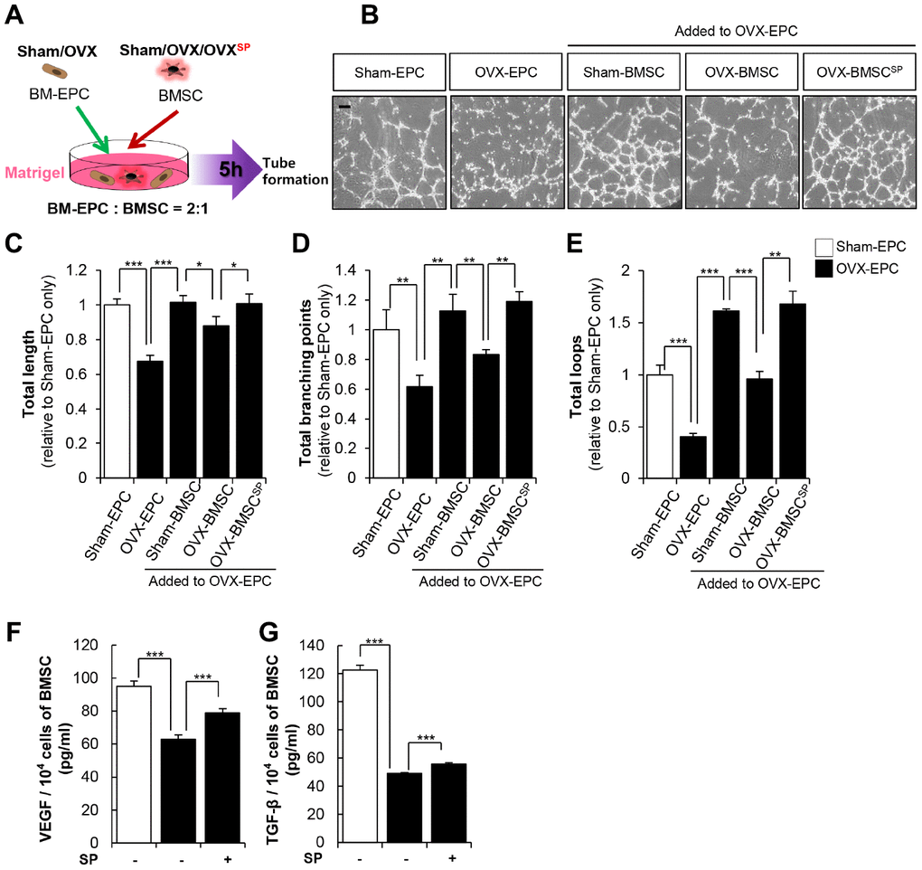SP enhances the vascular potential of BMSC from OVX. (A) BMSC and EPC from Sham/OVX rat was primed with SP and then, subjected to vascular tube formation assay. EPC was seeded with or without BMSC on the Matrigel and tube formation ability was observed after 5 hours (B) Representative images of tube formation assay on Matrigel in EPC co-cultured with or without BMSC. Scale bar: 200 μm. (C–E) The total tube length, total branching points and total loops were quantified relatively. (F–G) The concentrations of VEGF and TGF-β in conditioned medium of BMSCs were measured by ELISA and adjusted to per 1 × 104 cells. p values of less than 0.05 were considered statistically significant (* p 