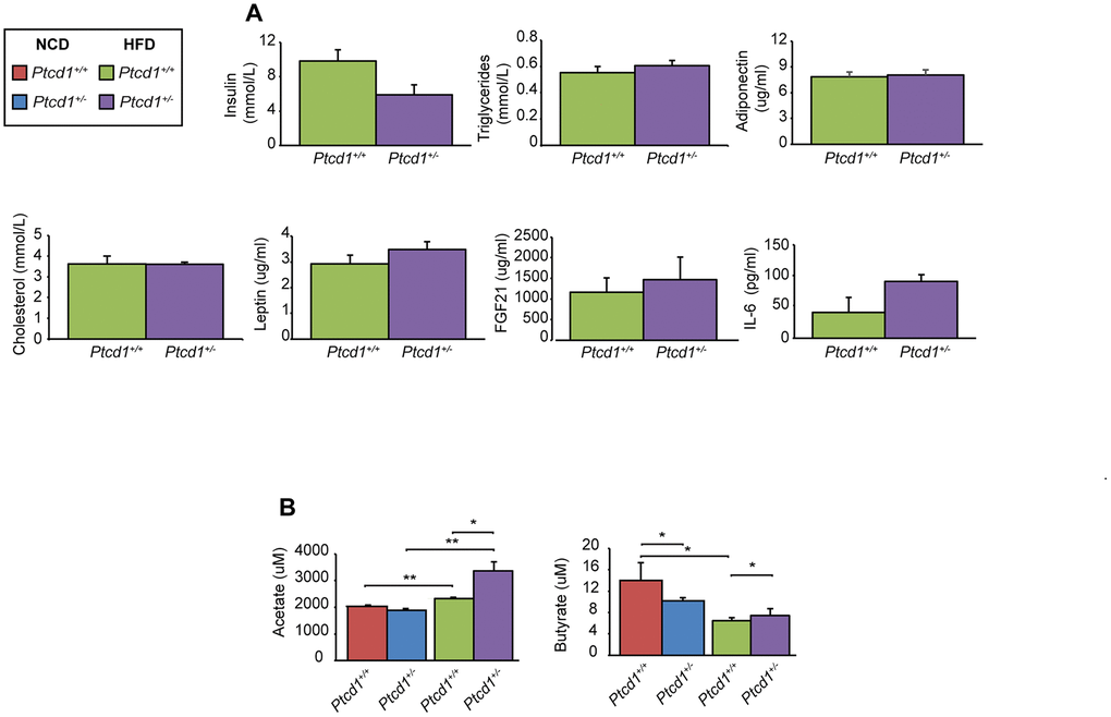 Hormonal and microbiome changes in response to reduced mitochondrial protein synthesis in mice fed a normal and high fat diet. (A) Insulin, triglycerides, adiponectin, cholesterol, leptin, FGF21 and IL-6 levels were measured in serum obtained from 17-week-old Ptcd1+/+ (n=5) and Ptcd1+/- (n=5) mice after 12 weeks of HFD feeding. (B) The short chain fatty acids butyrate and acetate were measured in serum collected from Ptcd1+/+ (n=5) and Ptcd1+/- (n=5) mice. Error bars are SEM. *P 