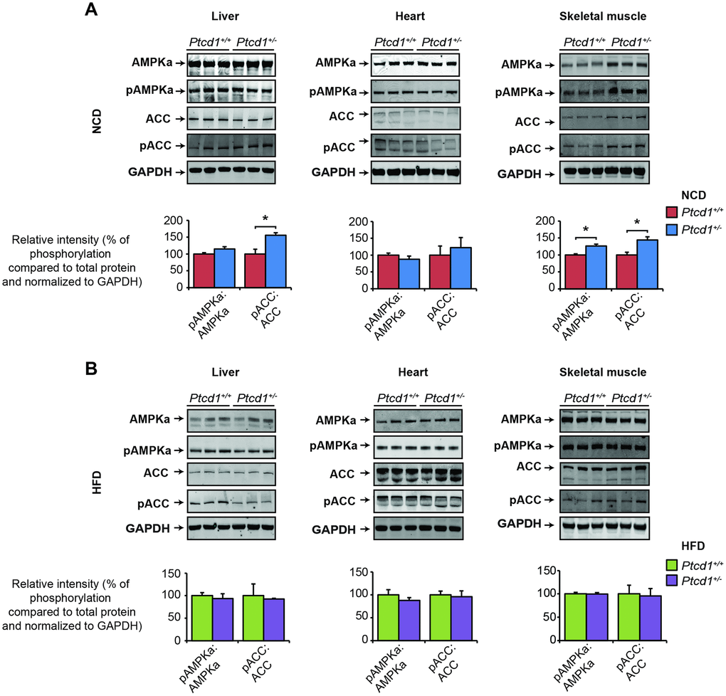 Liver specific activation of Akt stimulates insulin sensitivity. AMPKα and ACC signaling was measured by immunoblotting of liver, heart and skeletal muscle lysates isolated from normal chow fed (A) and high fat fed (B) Ptcd1+/+ (n=8) and Ptcd1+/- (n=8) mice. GAPDH (glyceraldehyde-3-phosphate dehydrogenase) was used as a loading control. Relative protein levels and relative intensity of phosphorylation versus total protein levels were measured using ImageJ software and normalized to GAPDH. The data are representative of results obtained from 8 mice from each genotype. Error bars are SEM. *P 