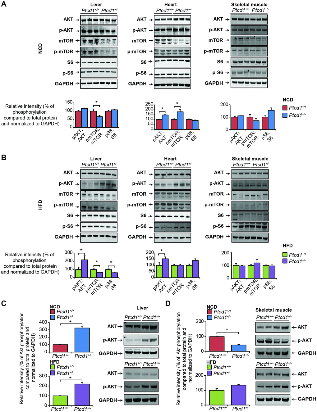 Tissue specific regulation of the Akt and mTOR pathways in response to reduced mitochondrial protein synthesis. Akt and mTOR signaling were measured by immunoblotting of liver, heart and skeletal muscle lysates isolated from normal chow fed (A) and high fat diet (B) Ptcd1+/+ (n=8) and Ptcd1+/- (n=8) mice. GAPDH was used as a loading control. Relative protein levels and relative intensity of phosphorylation versus total protein levels were measured using ImageJ software and normalized to GAPDH. The data are representative of results obtained from 8 mice from each genotype. Error bars are SEM. *P C) and skeletal muscle (D) lysates isolated from normal chow fed and high fat diet Ptcd1+/+ (n=6) and Ptcd1+/- (n=6) mice. Relative protein levels and relative intensity of phosphorylation versus total protein levels were measured using ImageJ software and normalized to GAPDH. Error bars are SEM. *P 