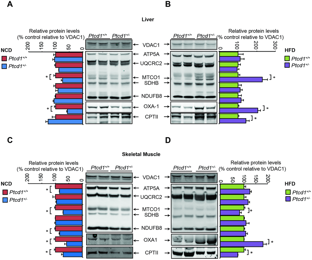 HFD can recover mitochondrial biogenesis. Mitochondrial proteins (50 μg) isolated from Ptcd1+/+ and two Ptcd1+/- mice were resolved on 4-12% Bis-Tris gels and immunoblotted against antibodies to analyze the levels of nuclear and mitochondrial encoded proteins in liver (A, B) and skeletal muscle (C, D) isolated from normal chow diet (A, C) and high fat diet (B, D) fed Ptcd1+/+ (n=6) and Ptcd1+/- (n=6) mice. VDAC1 (porin) was used as a loading control. Relative abundance of proteins was measured using ImageJ software normalized to VDAC1. Error bars indicated SEM. *P 