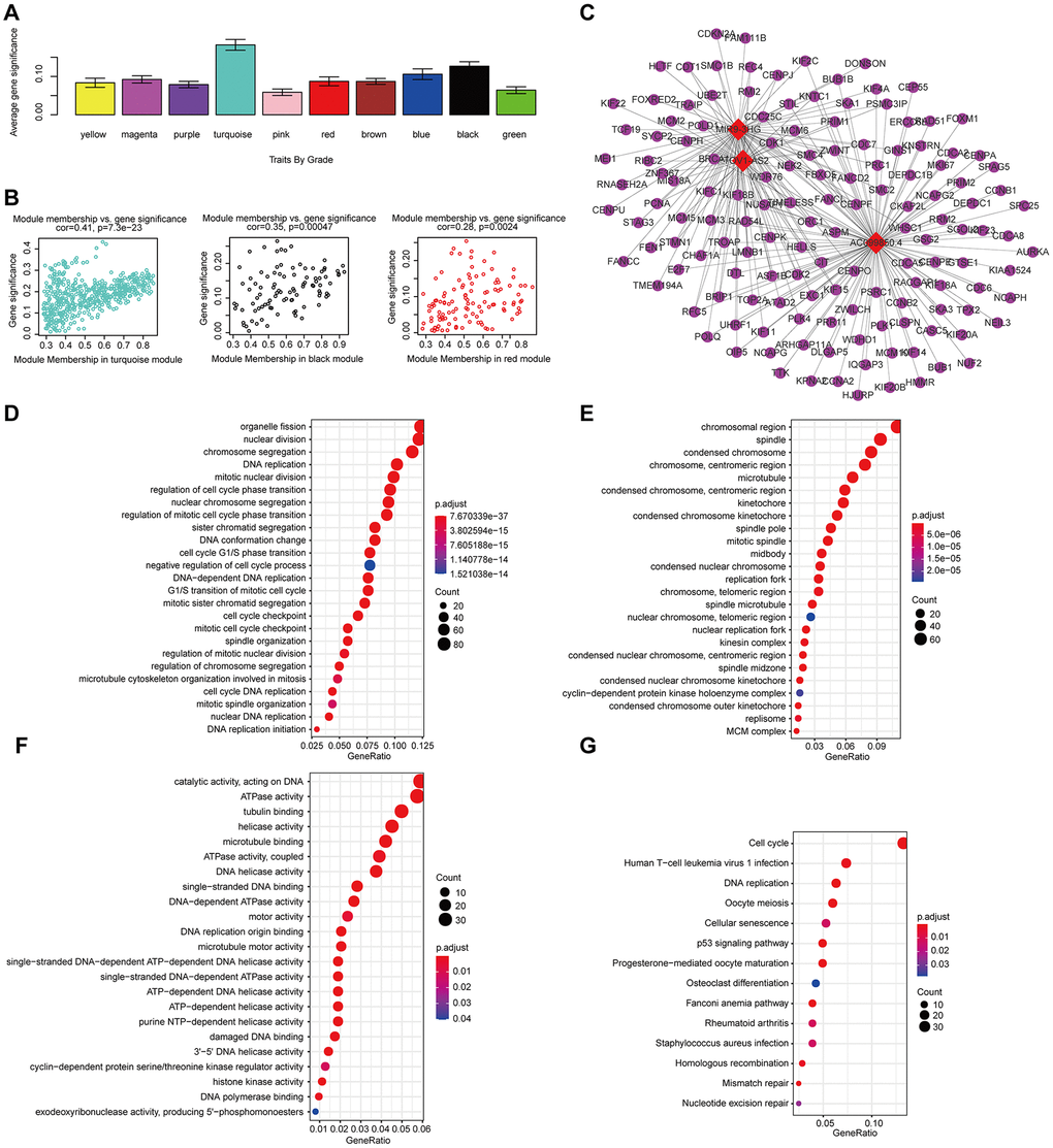 The correlation between the genes in the modules and grade. (A) Distribution of mean gene significance and standard deviation with grade in the HNSCC modules. (B) Scatter plot of the module eigengenes in the turquoise, black, and red modules. (C) The lncRNA-mRNA network (weight>0.1) of the hub lncRNAs in the turquoise module. Red and blue diamond shapes represent up- and downregulated lncRNAs, respectively. Purple circles represent mRNAs. GO (D–F) and KEGG (G) pathway enrichment of eight modules. GO enrichment contains three categories: biological process (D), cellular component (E) and molecular function (F).