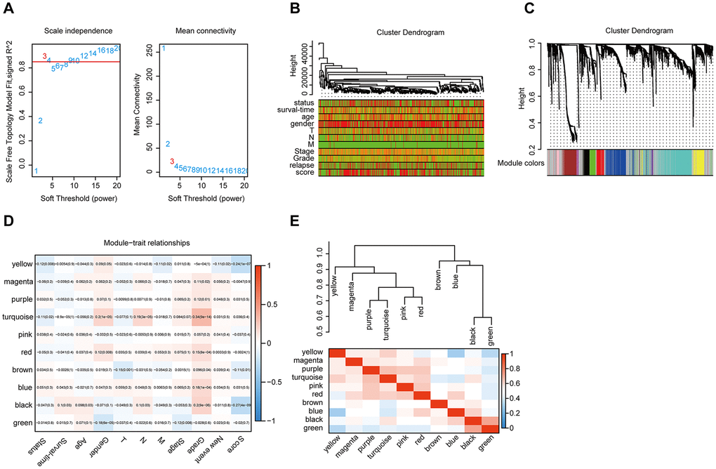 WGCNA. (A) Analysis of the scale-free topology model fit index for various soft-thresholding powers (β) and the mean connectivity for various soft-thresholding powers. Overall, 3 was the most fitting power value. (B) Dendrogram of the genes and different clinical factors of HNSCC (survival time, survival status, sex, age, grade, stage, T stage, N stage, M stage, new event, signature score). (C) Dendrogram of the gene modules based on a dissimilarity measure. The branches of the cluster dendrogram correspond to the different gene modules. Each piece of the leaves on the cluster dendrogram corresponds to a gene. (D). Module-trait relationships. Heatmap of the correlation between module eigengenes and clinical characteristics of HNSCC. (E) Hierarchical clustering and heatmap of the hub gene network.