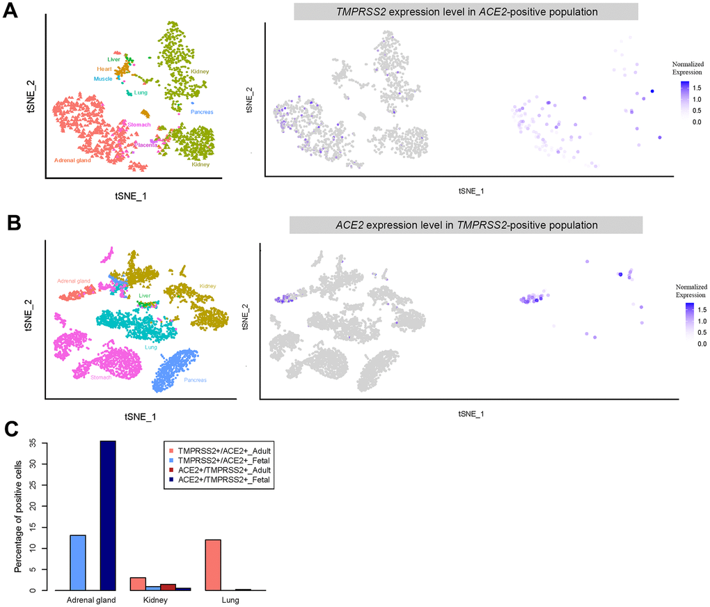 Expression of double positive (ACE2- and TMPRSS2- positive) and single positive (ACE2- or TMPRSS2- positive) cells. (A) t-distributed stochastic neighbor embedding (TSNE) plot displaying TMPRSS2 expression in ACE2-positive cells. (B) TSNE plot showing ACE2 expression in TMPRSS2-positive cells. (C) Percentage of double positive cells in each single positive population for the different tissues.