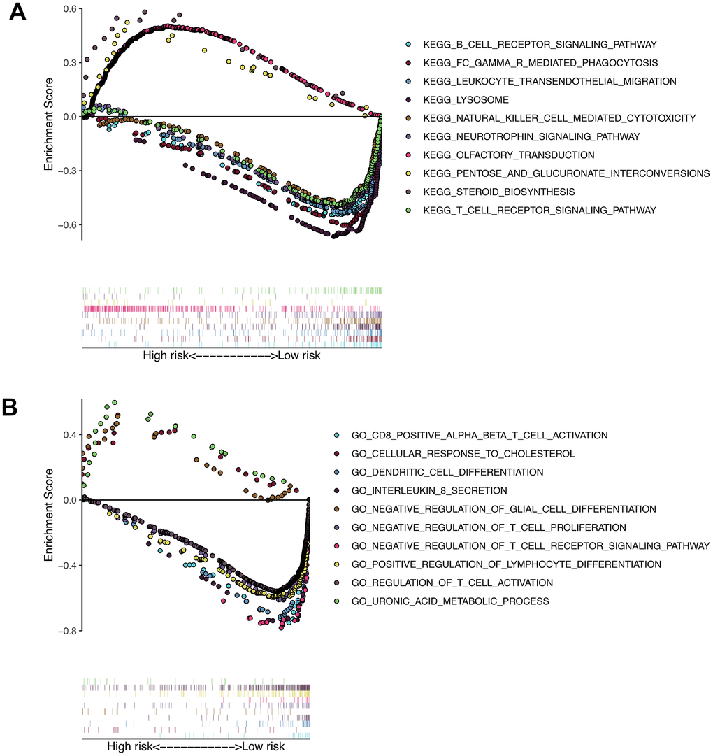 Results of gene set enrichment analysis in the TCGA cohort. (A) The significantly enriched KEGG pathways in TCGA cohort by GSEA. (B) The significantly enriched GO terms in TCGA cohort by GSEA.