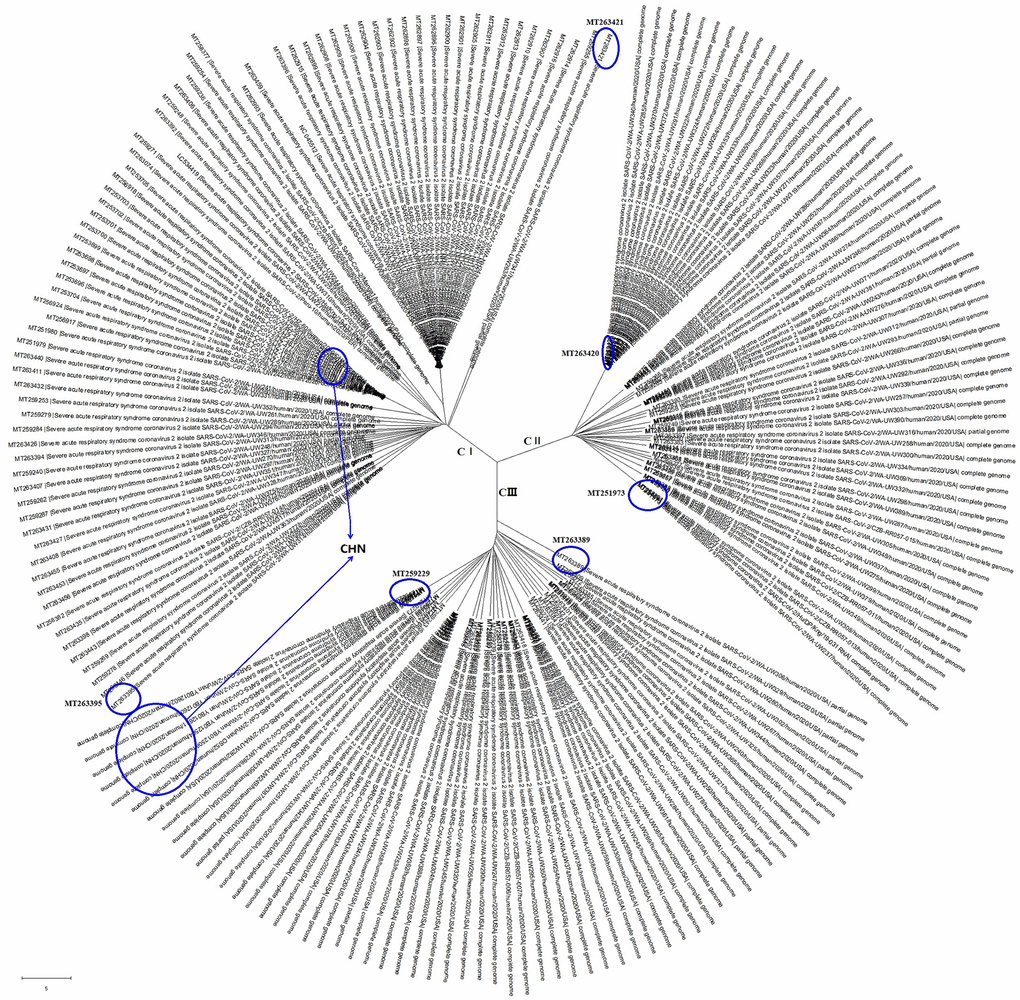 The evolutionary tree of SARS-CoV-2 genome sequences from all over the world. These SARS-CoV-2 strains could be grouped into 3 clades with regional aggregation.