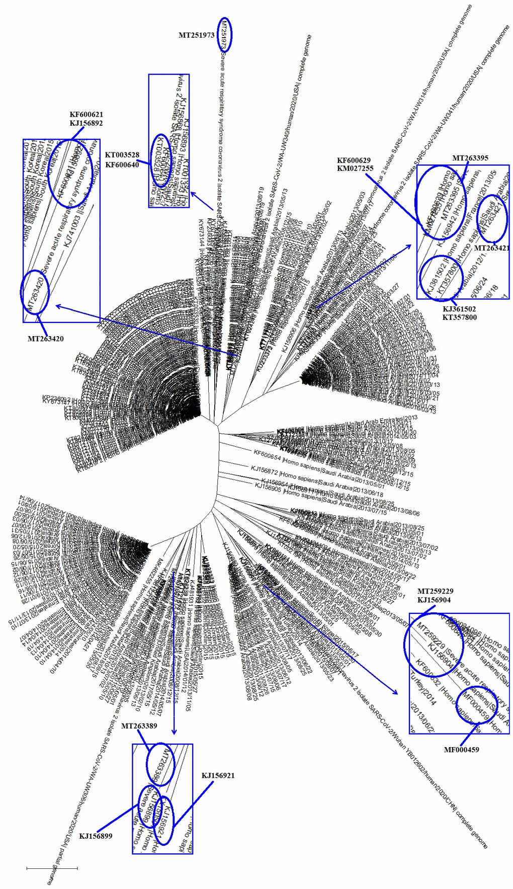 The evolutionary tree of SARS-CoV-2 and representative common coronavirus strains that infect humans. Those coronaviruses could be grouped into 3 clades, with 12 of the coronavirus strains being particularly close to the SARS-CoV-2 in evolution.