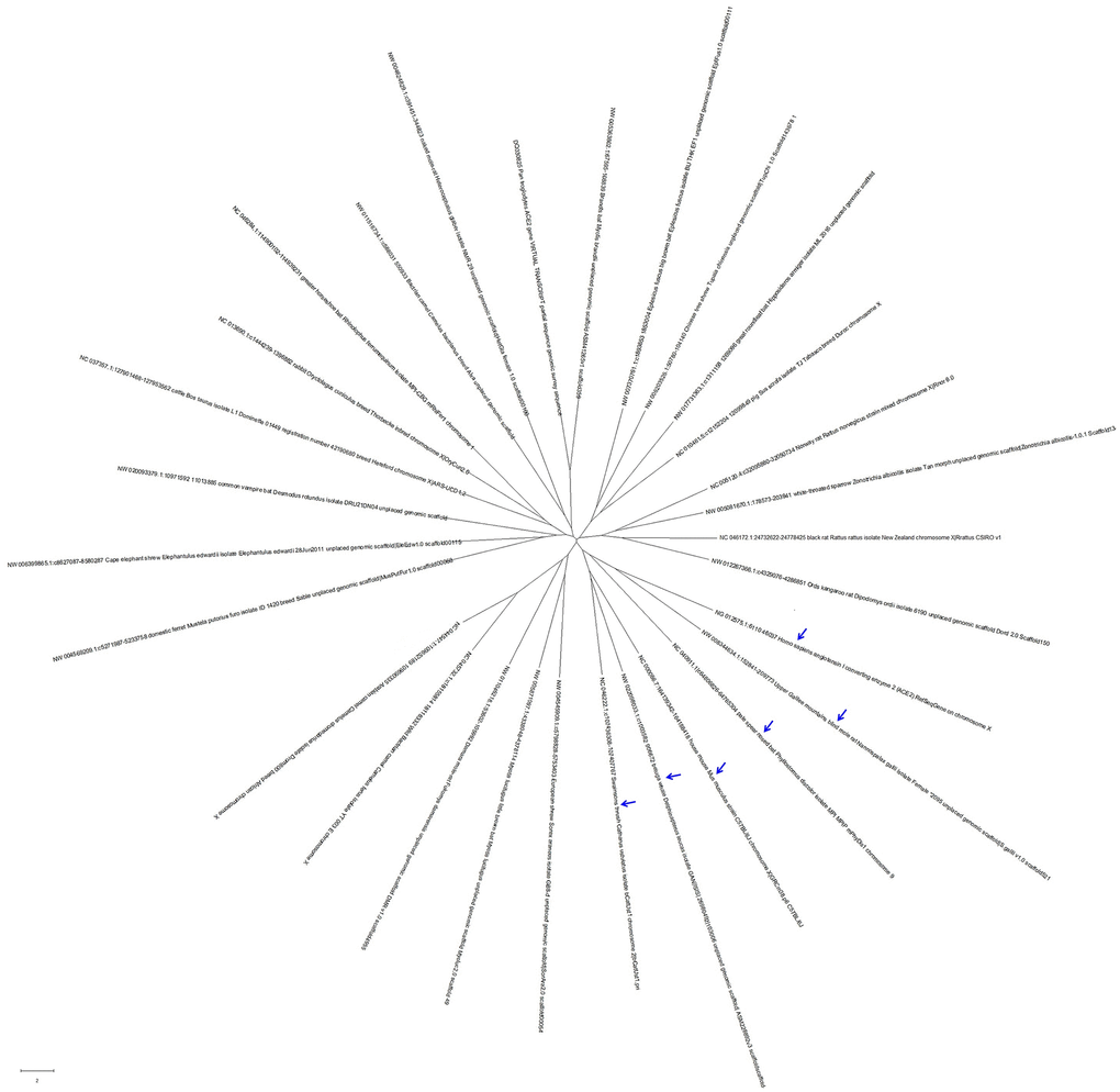 The evolutionary tree of 29 ACE2 gene sequences from different organisms. These ACE2 gene sequences from different hosts could be divided into 3 clades, with those that were closest to that of humans in evolution being from Nannospalax galili (Upper Galilee mountains blind mole rat), Phyllostomus discolor (pale spear-nosed bat), Mus musculus (house mouse), Delphinapterus leucas (beluga whale), and Catharus ustulatus (Swainson's thrush).