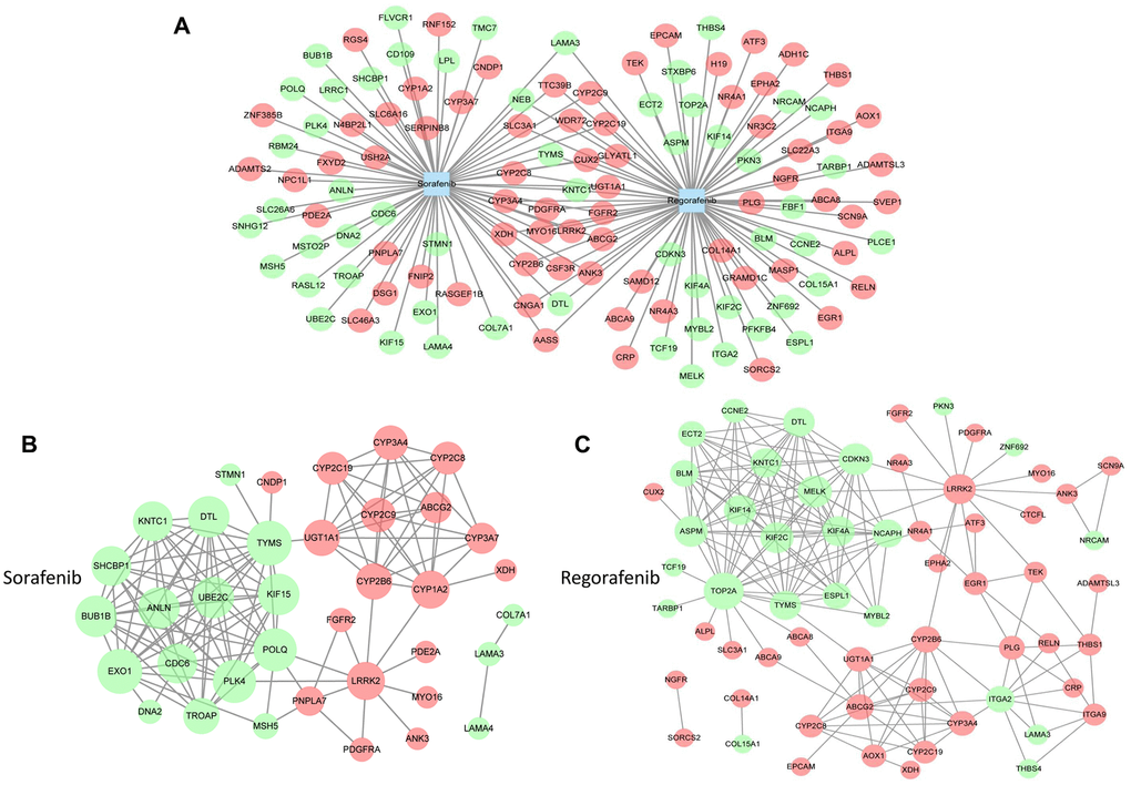 Analysis of targets involved in drug resistance to sorafenib. (A) The target genes of sorafenib and regorafenib were obtained from GSE89410 of the Gene Expression Omnibus (GEO) database (http://www.ncbi.nlm.nih.gov/geo/) and DrugBank database (https://www.drugbank.ca/). The differentially expressed genes (DEGs) of HCC were obtained from The Cancer Genome Atlas (TCGA, https://cancergenome.nih.gov/). Next, the overlapping target genes of sorafenib and regorafenib or the intersection genes in HCC were obtained by Venn analysis using an online tool (http://bioinformatics.psb.ugent.be/webtools/Venn/). (B and C) The network graphs were constructed using Cytoscape software. The protein–protein interaction (PPI) network of sorafenib (B) and regorafenib (C) was analyzed by STRING (https://string-db.org/).