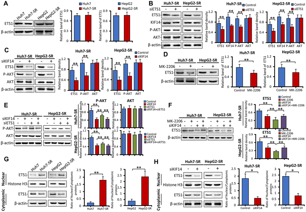 The AKT–ETS1–KIF14 positive feedback loop is responsible for the activation of KIF14. (A) The protein expression profiles ETS1 in sorafenib-resistant Huh7-SR and HepG2-SR cells and the corresponding parent cells were detected by western blotting. Representative protein bands are shown. The density of each band was normalized to that of β-actin. (B) Huh7-SR and HepG2-SR cells were transfected with control or siETS1 for 48 h. The protein expression profiles of ETS1, AKT, p-AKT, and KIF14 were detected by western blotting. The density of each band was normalized to that of β-actin. (C) Huh7-SR and HepG2-SR cells were transfected with control or siKIF14 for 48 h. The protein expression profiles of ETS1, AKT, and p-AKT were detected by western blotting. The density of each band was normalized to that of β-actin. (D) Huh7-SR and HepG2-SR cells were incubated with 0 or 10 μM MK-2206 for 48 h. The protein expression profile of ETS1 was detected by western blotting. The density of each band was normalized to that of β-actin. (E) Huh7-SR and HepG2-SR cells were transfected with control or siKIF14 for 24 h and subsequently transfected with control or siETS1 for another 24 h. The protein expression profiles of AKT and p-AKT were detected by western blotting. The density of each band was normalized to that of β-actin. (F) Huh7-SR and HepG2-SR cells were incubated with 0 or 10 μM MK-2206 for 24 h and subsequently transfected with control or siKIF14 for another 24 h. The protein expression profile of ETS1 was detected by western blotting. The density of each band was normalized to that of β-actin. (G and H) The nuclear and cytoplasmic protein expression profiles of ETS1 in sorafenib-resistant cells, and the corresponding parent cells from (A) were detected by western blotting (G). The nuclear and cytoplasmic protein expression profiles of ETS1 in Huh7-SR and HepG2-SR cells, transfected with control or siKIF14 from (C), were detected by western blotting (H). The band density of nuclear and cytoplasmic proteins was normalized to that of Histone H3 and β-actin, respectively. The ratio of nuclear/cytoplasmic protein was calculated. Data represent three independent experiments. “*” Indicates P