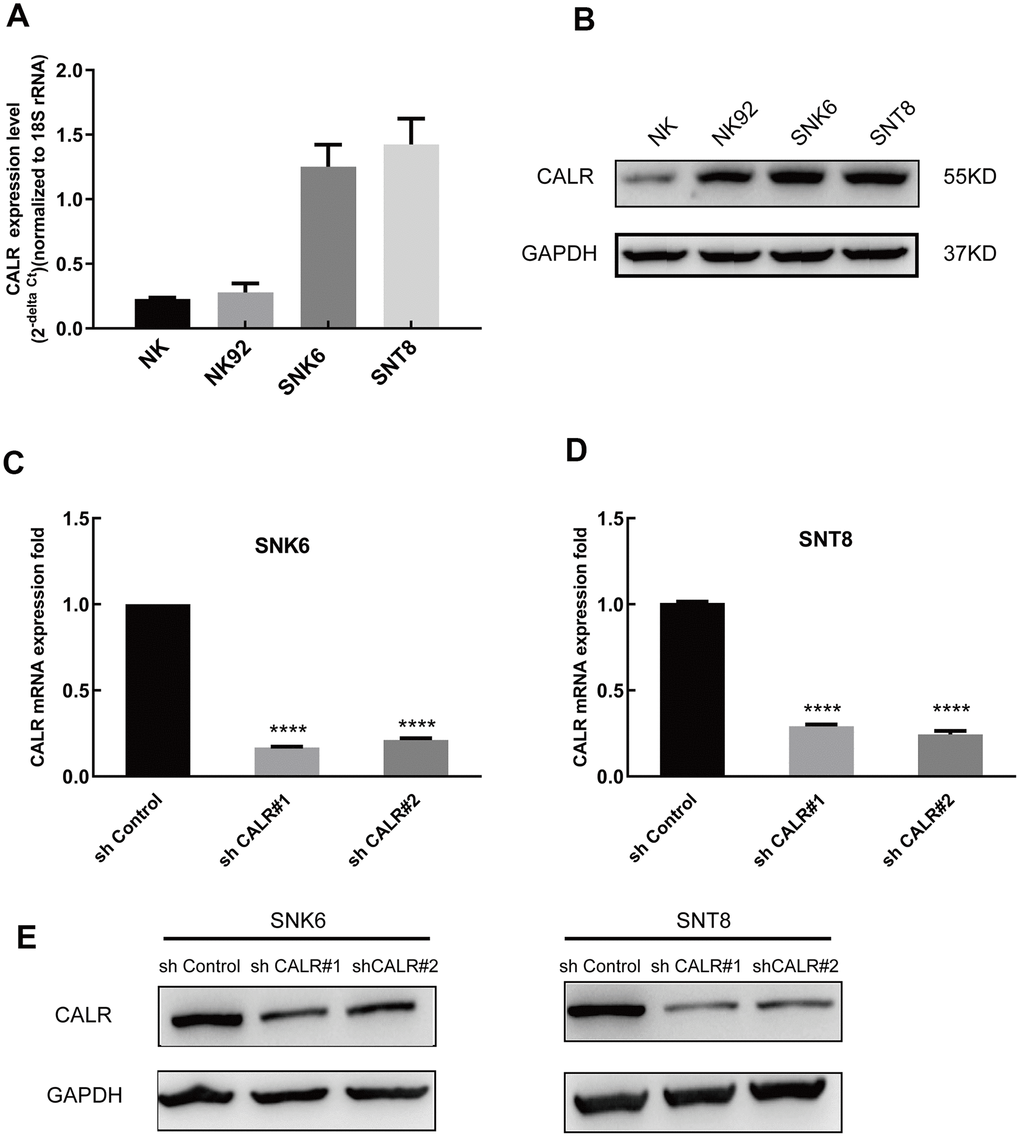 CALR expression is upregulated in the NKTCL cell lines. (A) Quantitative real time PCR analysis shows the CALR mRNA levels relative to 18S rRNA levels in the NKTCL cell lines (NK92, SNK6 and SNT8) and the normal NK cells. (B) Western blot analysis shows the CALR protein levels in the NKTCL cell lines (NK92, SNK6 and SNT8) and the normal NK cells. (C) Q-PCR analysis shows the CALR mRNA levels relative to 18S rRNA levels in the SNK6 cells transfected with shCALR#1, shCALR#2, shCALR#3, and shControl. (D) Q-PCR analysis shows the CALR mRNA levels relative to 18S rRNA levels in the SNT8 cells transfected with shCALR#1, shCALR#2, shCALR#3, and shControl. (E) Western blot analysis shows the CALR protein expression in SNK6 or SNT8 cells transfected with shCALR#1, shCALR#2, shCALR#3, and shControl. Note: **** P 