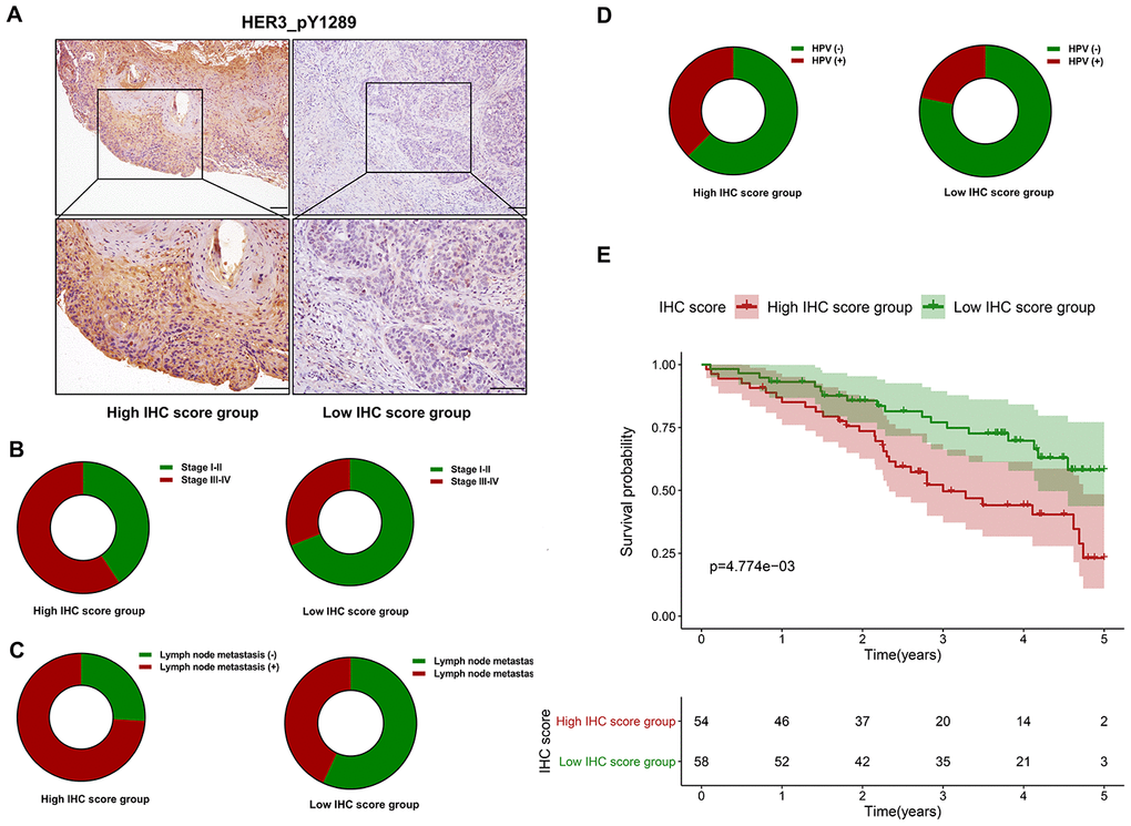 The prognostic value of HER3