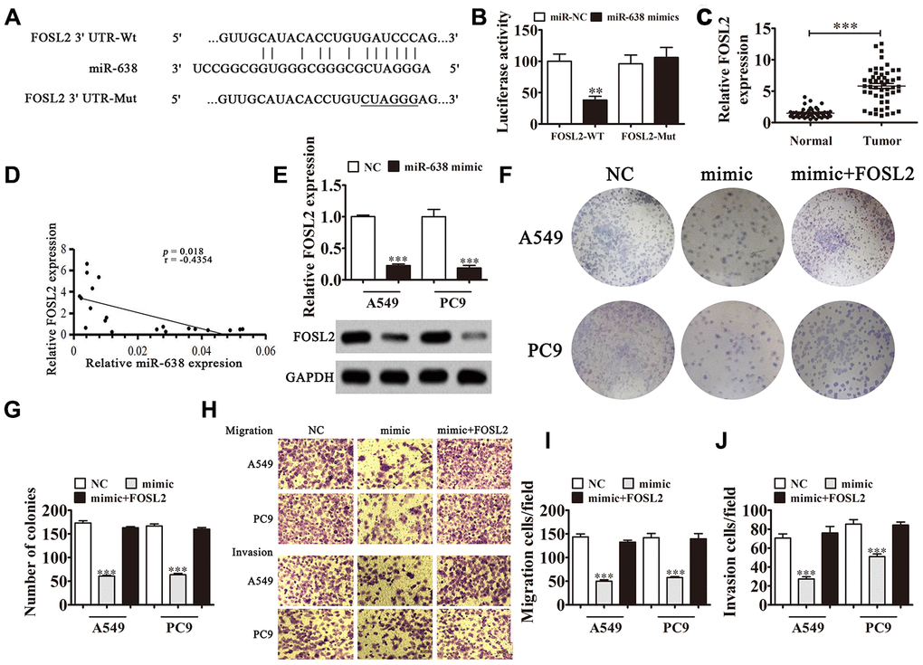 FOSL2 is a downstream target of the FOSL2/miR-638 axis. (A) Predicted binding sites in 3′-UTR-FOSL2 for miR-638. Mutated (Mut) version of 3′-UTR-FOSL2 is shown. (B) Relative luciferase activity was determined 48 h after transfection with miR-638 mimic/normal control (NC) or 3′-UTR-FOSL2 wild-type/Mut in HEK293T cells. Data are expressed as mean ± SD. ***P C) FOSL2 expression was examined in NSCLC tissues and matched peritumor samples using qRT-PCR. FOSL2 expression was significantly increased in NSCLC tissues compared to that in peritumor samples. Data are expressed as mean ± SD, n = 50. ***P D) Significant negative correlation was observed between FOSL2 and miR-638 in NSCLC tissues: n = 50, P = 0.018. (E) qRT-PCR was used to investigate FOSL2 levels in miR-638-overexpressing A549 and PC9 cells. n = 3. Data are expressed as mean ± SD. ***P F and G) Colony formation assay revealed the colony-forming ability of A549 and PC9 cells after overexpression of miR-638 with or without FOSL2 overexpression (LV-FOSL2 or FOSL2). n = 3. Data are expressed as mean ± SD. ***P H–J) Cell migration and invasion were determined for A549 and PC9 cells using the Transwell® assay. Data are expressed as mean ± SD. ***P 