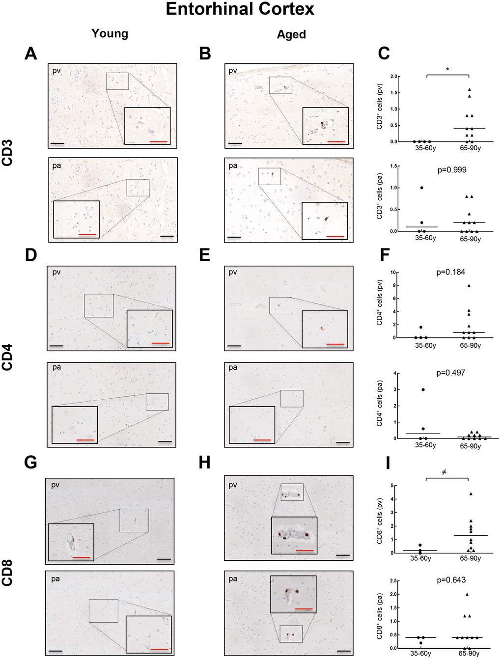 Comparison of CD3+, CD4+ and CD8+ cells with physiological aging in entorhinal cortex. Representative images and quantification of CD3 (A–C), CD4 (D–F) and CD8 (G–I) expression in young and aged individuals. Data are presented as number of positive cells per mm2 with median bar. Red scale bar: 50 μm; black scale bar: 100 μm. Entorhinal cortex (EC), perivascular region (pv), brain parenchyma (pa).