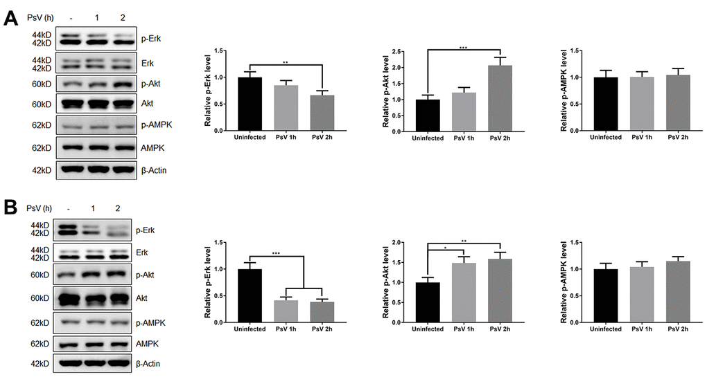 HPV11 PsV cellular entry regulates Erk and Akt signaling. (A, B) Western analysis of phosphorylated and total Erk, Akt, and AMPK in NHEKs (A) or HaCaT cells (B) during HPV11 PsV entry. The ratio of the phosphorylated and total proteins was quantified and normalized to β-Actin and uninfected controls. The graph represents the mean and standard deviation from three biological independent repeats. Significant differences were identified by Student’s t test. *, P 