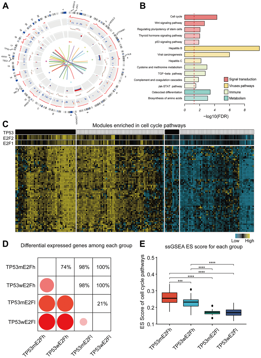 Functions and characteristics of HCC drivers. (A) Circos plot shows the alterations of 384 drivers. Circular tracks from outside to inside: regulation score, mRNA fold-change, copy number alteration, DNA methylation status, mutations, and protein interactions. The outermost labels indicate the significant mutated genes. Red represents high expression/methylation and CNV gain; blue represents low expression/methylation and CNV loss. Sex chromosomes are excluded. (B) Enriched KEGG pathways of the drivers; the dotted line indicates FDR=0.05. (C) Example of a co-expression module and its predicted regulators. Genes in this module are enriched in cell cycle pathway. HCC tissues were classified into four subgroups based on the combined alterations of E2F expression and TP53 mutation. (D) Comparison of the number of differentially expressed genes between any two subgroups. Only genes in the example module were used. (E) Comparison of the activity of cell cycle pathway among the four subgroups. ssGSEA was performed for each tumor using the genes in cell cycle pathway. Enrichment score (ES) represents the activity level of the pathway. TP53m and TP53w mean TP53 mutation and TP53 wildtype; E2Fh and E2Fl mean high and low expression of E2F. P value was determined by Wilcoxon rank sum test. ****P 