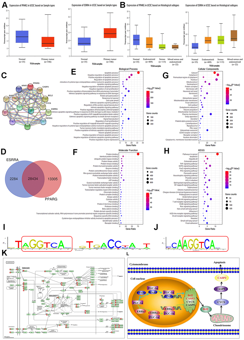 Summary of functional annotation and pathway enrichment for PPARγ and ERRα. (A) Boxplot showing the relative expression of PPARγ and ERRα in normal and EC samples from the UALCAN database. (B) Boxplot showing the relative expression of PPARγ and ERRα in EC based on histological subtypes from the UALCAN database. (C) Protein mapping for PPARγ and ERRα based on string data. (D) Venn diagram showing the common target genes of PPARγ and ERRα. (E–G) GO enrichment of the common target genes of PPARγ and ERRα. (H) KEGG enrichment of the target genes regulated by PPARγ and ERRα. (I) The ModFit of PPARγ based on the JASPAR database. (J) The ModFit of ERRα based on the JASPAR database. (K) KEGG pathway maps for apoptosis; The red dots represent target genes of PPARγ and ERRα. (L) Possible mechanism of interaction between PPARγ and ERRα. EC, endometrial cancer. *, P0.05.