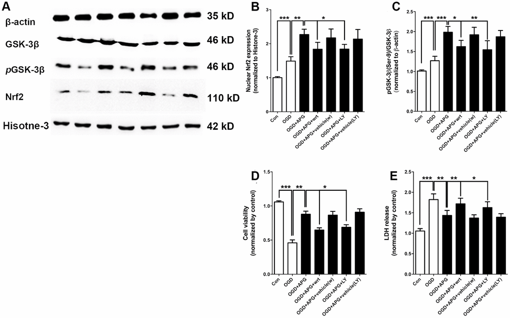 PI3K inhibitors wortmannin and LY294002 reversed the increase in Nrf2 nuclear translocation and GSK-3β phosphorylation and prevented the protective effect induced by APG. (A) Comprehensive photograph of p-GSK-3β (Ser-9), total GSK-3β, and nuclear Nrf2 expression and the corresponding β-actin and histone-3 bands. (B) Effect of wortmannin and LY294002 on the increased Nrf2 nuclear translocation mediated by APG. (C) Effect of wortmannin and LY294002 on the increased phosphorylation of GSK-3β induced by APG. (D) Effect of wortmannin and LY294002 on the plasma lactate dehydrogenase (LDH) release level in primary cortical neuron cultures treated with APG. (E) Effect of wortmannin and LY294002 on cell viability in primary cortical neuron cultures with APG treatment. n = 5 per group. * P  P  P 