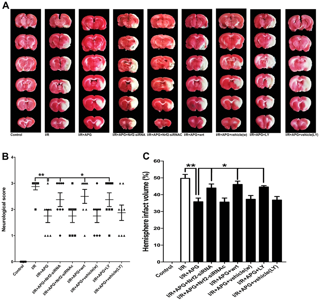 PI3K inhibitors wortmannin and LY294002 or Nrf2 knockdown reversed the neuroprotection induced by APG treatment. Representative TTC staining images (A), neurological behavior results (B), and infarct volume results (C) are presented. Both the inhibition of GSK-3β phosphorylation induced by PI3K inhibitors and the Nrf2 knockdown produced by siRNA reversed the neurobiological behavior improvement and increased the infarct volume compared with the APG group (n = 7 per group). * P vs. I/R+APG group. I/R = ischemia/reperfusion.