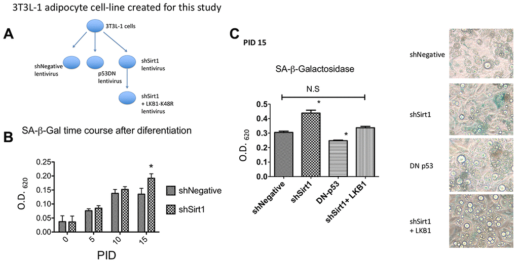 (A) 3T3-L1 cell lines created for this study. Using lentiviral mediated gene expression and shRNA knock-down techniques, 3T3L1 cells were infected with shNegative (non-targeted shRNA expressing) lentivirus, p53DN (dominant-negative p53 expressing) lentivirus, shSirt1 (Sirt1 targeted shRNA expressing) lentivirus, and shSirt1+LKB1-K48R (LKB1 K48R mutation) lentivirus. Infected cells were selected by corresponding antibiotics (blasticidin or hygromycin). After confirmation of lentiviral expression, these preadipocyte cell lines were induced to become adipocytes as shown in the following figures. (B) SA-β-Gal staining time course shNegative vs. shSirt1. Sirt1 knock-down significantly increased SA-β-Gal expression at PID 15 (15 days after starting differentiation). (*pC) SA-β-Gal staining at PID 15. Dominant-negative p53 expression decreased basal 3T3-L1 SA-β-Gal expression (*p