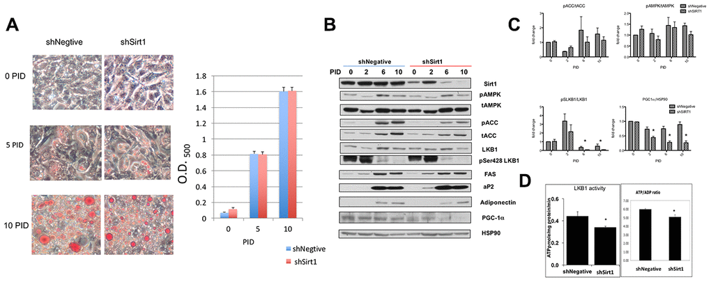 (A) Differentiation of 3T3-L1 cells in shNegative and Sirt1 knockdown cells. Oil O red staining image (x100). Red staining was extracted with isopropanol and absorbance was measured at 400 nm. There were no apparent effects of Sirt1 knockdown on fat accumulation. (B, C) Proteins indicating adipocyte differentiation and AMPK, LKB1, and Sirt1 signaling assessed by western blot. Sirt1 knockdown was evident at 10 PID; however, pACC/tACC and pAMPK/tAMPK showed no apparent suppression of AMPK activity. pSerLKB1/LKB1 showed suppression of LKB1 at 6 and 10 PID. A similar suppression trend was observed in PGC1α/HSP90. n=4, *pD) Effect of Sirt1 knockdown on LKB1 activity and ATP/ADP ratio. LKB1 activity was assessed by LKBtide phosphorylation in immuno-precipitated samples. Sirt1 knock-down causes LKB1 activity downregulation. (n-6, *p