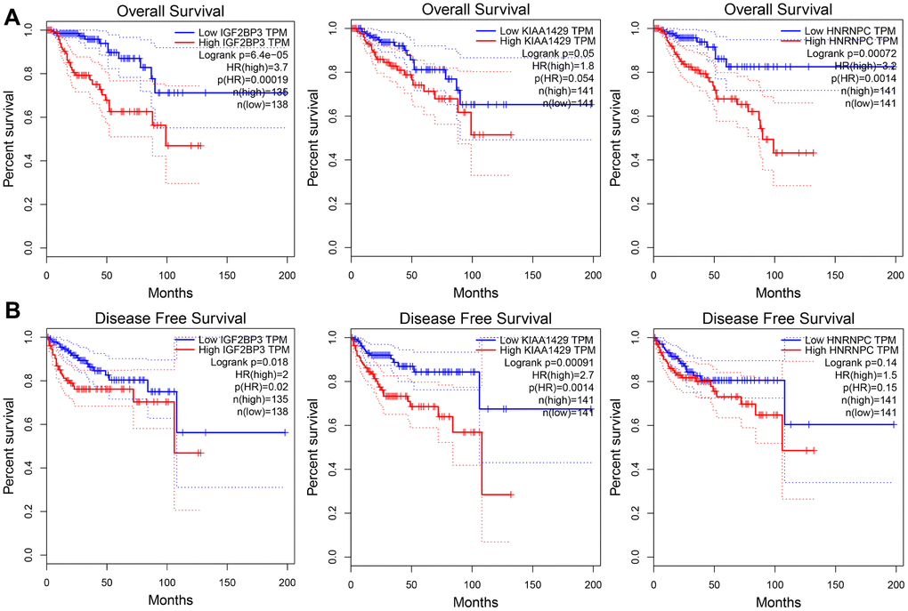 The overall and disease-free survival rates of KIRP patients from the GEPIA database according to the expression levels of the three prognostic risk signature genes. Kaplan-Meier survival curves show the (A) overall survival (OS) and (B) disease-free survival (DFS) rates in KIRP patients from the GEPIA database with high- or low- expression of IGF2BP3, KIAA1429 and HNRNPC genes.