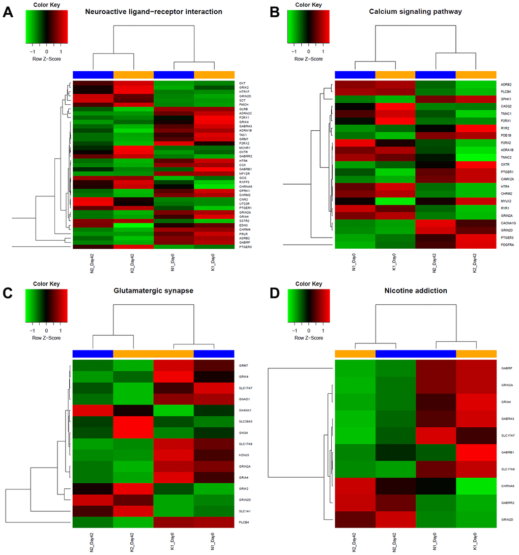 Heatmap of specific gene expression in different groups form 4 different KEGG enrichment pathway categories. According to results from KEGG analysis, expression level of genes of each group from (A) Neuroactive ligand-receptor related pathways, (B) Calcium signalling related pathway, (C) Glutamatergic synapse related pathway and (D) Nicotine addiction related pathway were shown. Red indicates upregulation; green indicates downregulation; blue indicates the normal group, including day 0 and day 42; yellow indicates keloid-prone individuals, including day 0 and day 42.