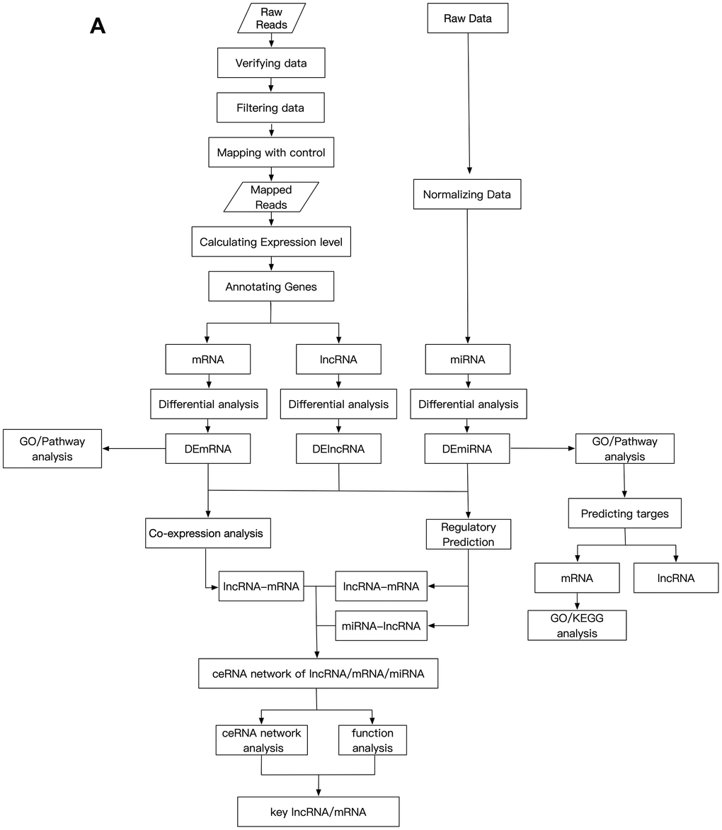 Schematic design of the study. (A) Data processing and analysis procedures.