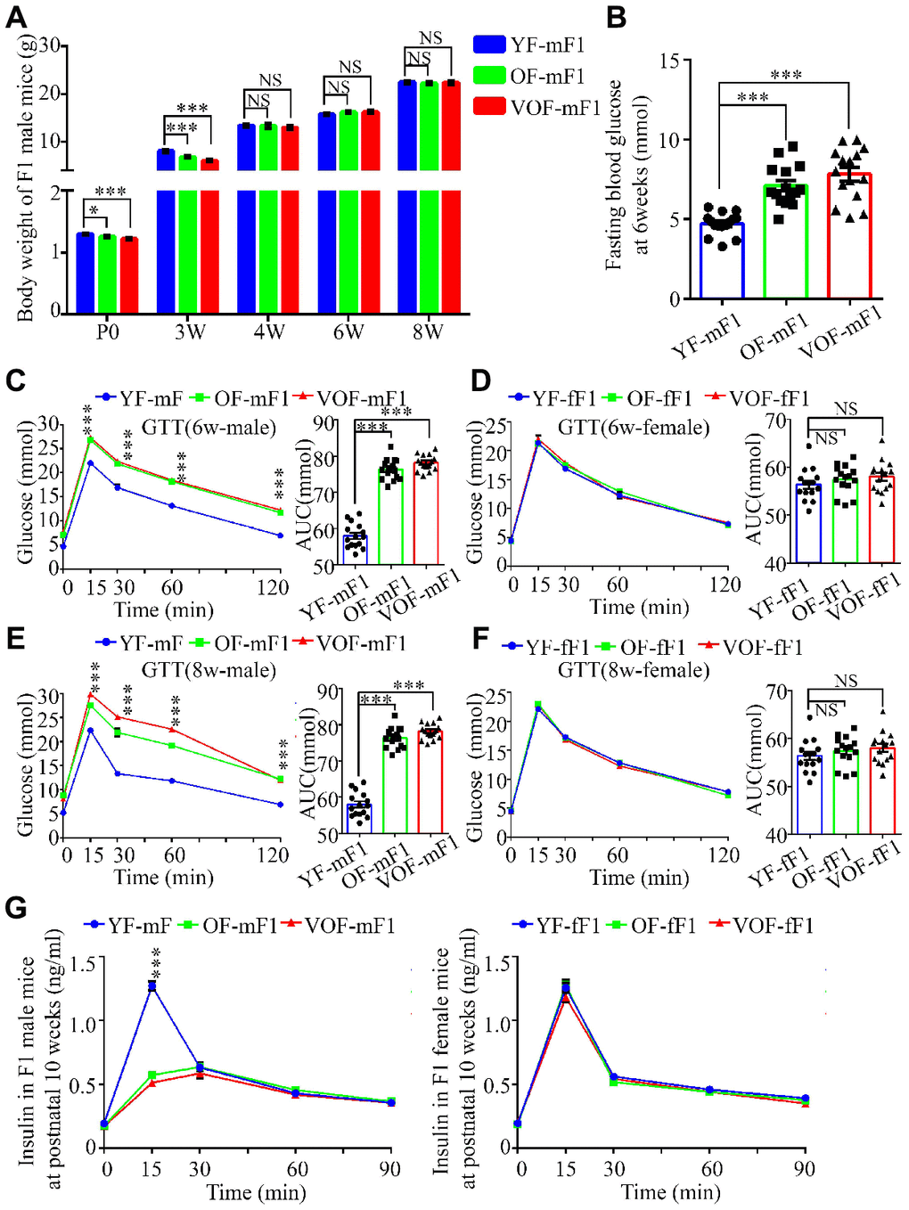 Reduced body weight, impairment of glucose tolerance and insulin secretion in OF-F1 and VOF-F1 male, not female, offspring. (A) The body weight trajectories in male F1 offspring (n=30 male F1 offspring for each group, ≥ 5 litter size/group). (B) Fasting blood glucose. (n=15 male F1 offspring for each group, ≥ 5 litter size/group). (C–F) Blood glucose during glucose tolerance test (left panel) and AUC results (right panel) at 6 (C and D) and 8 (E and F) weeks of age (n=15/each sexual offspring, ≥ 5 litter size/group). (G) Plasma insulin concentration in glucose-stimulated conditions. (n=15/each sexual offspring, ≥ 5 litter size/group). YF-mF1, OF-mF1 and VOF1-mF1 were referred as to the F1 male offspring from young, old and very old F0 father, respectively, meanwhile YF-fF1, OF-fF1 and VOF1-fF1 were referred as to the F1 female offspring from young, old and very old F0 father. Data are presented as the mean ± s.e.m. NS, P≥0.05; *, P