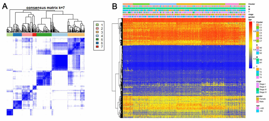 Consensus matrix for DNA methylation classification with the corresponding heat map. (A) Color-coded heatmap corresponding to the consensus matrix for k=7 obtained by applying consensus clustering. Color gradients represent consensus values from 0–1; white corresponds to 0 and dark blue to 1. To aid analysis, the cluster memberships are marked by colored rectangles between the dendrogram and heatmap according to a legend within the graphic. This enables a user to compare a clusters’ member count in the context of their consensus. (B) A heatmap corresponding to the dendrogram in (A) was generated using the heatmap function with DNA methylation classification, TNM stage, clinicopathological stage, age, and gender as the annotations.