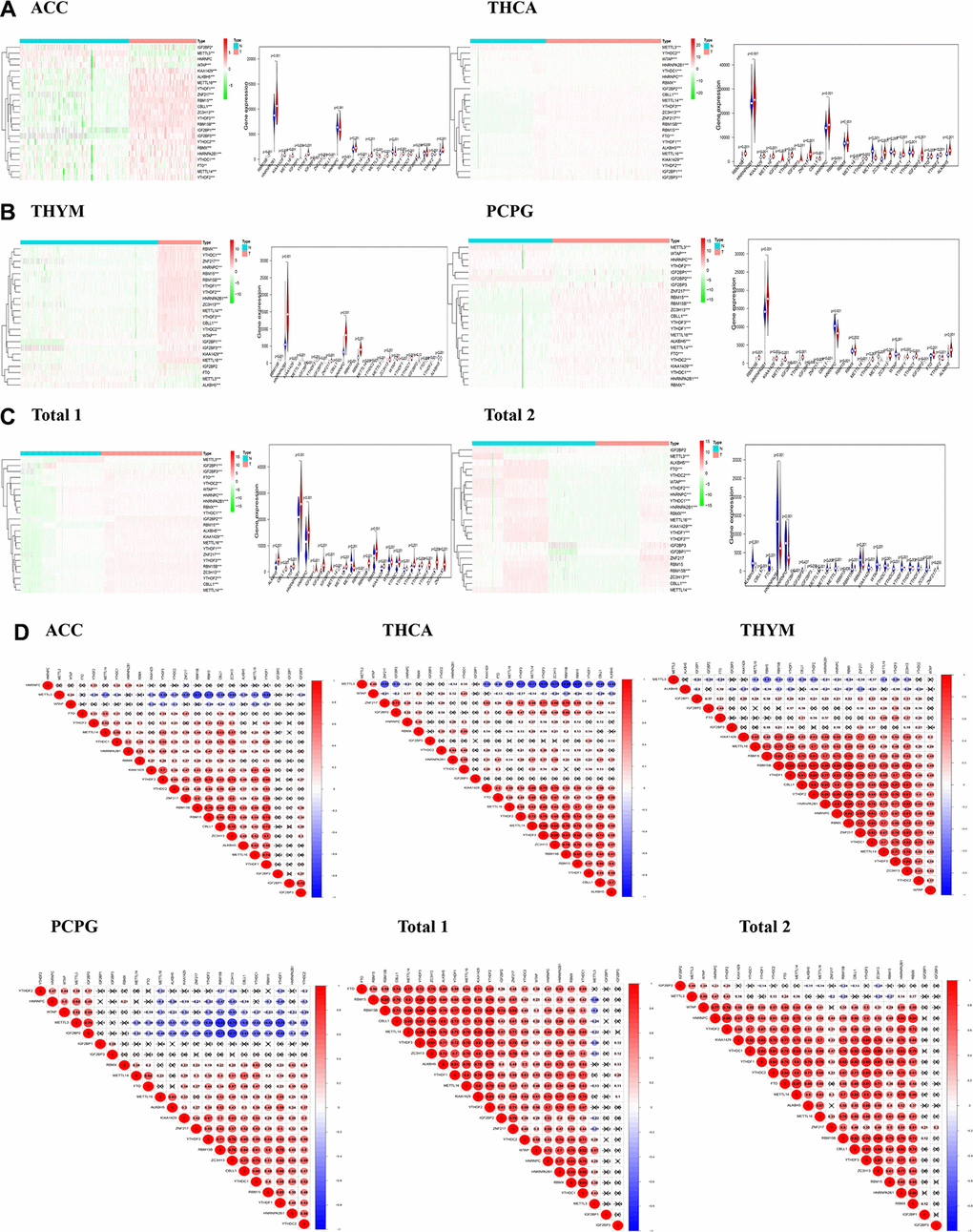 The distribution of m6A regulatory genes in endocrine system tumors. (A–C) Heatmaps defined by the expression level of 23 m6A regulatory genes (red for up-regulated, green for down-regulated and the tree on the left shows the clustering results of different genes in different samples) and vioplots visualized the differential m6A regulatory genes in endocrine system tumors (assuming blue is normal tissue and red is tumors); (D) Correlation analysis of expression of 23 m6A regulatory genes in endocrine system tumors.