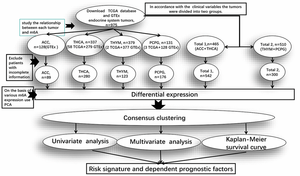 Clinical data processing and subsequent studies in the pan-oncogenic analysis of m6A regulatory genes in endocrine system tumors. Total 1 is the dataset of ACC and THCA, and Total 2 is the dataset of PCPG and THYM. The figure shows from TCGA and GTEx after downloading data in the database of datasets, Exclude patients with incomplete information after the rest of the sample size and the process of analysis of m6A regulatory genes.