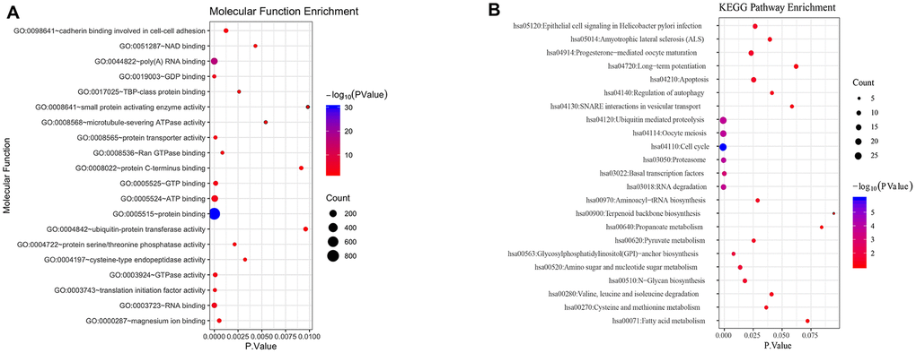 Functional analysis of differential genes. (A) Molecular function analysis of differential genes. (B) KEGG signal pathway of differential genes.