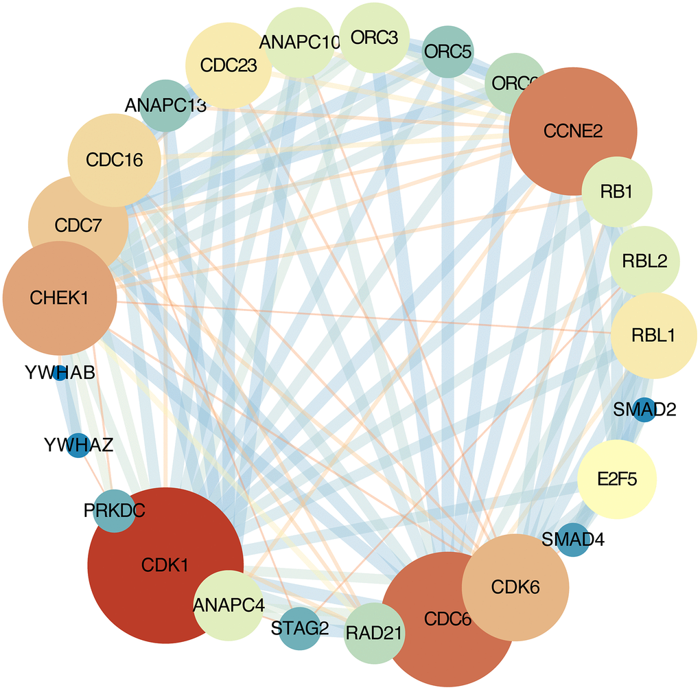 Protein-protein interaction network. Each node represents a gene; Node size represents the degree value; Edge size represents the combined score; Low value to blue and high value to red.