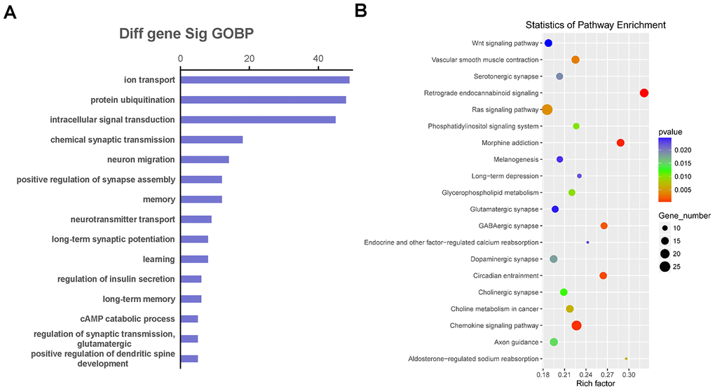 The function and pathway analysis of co-expressed genes. The gene ontology (GO) and Kyoto Encyclopedia of Genes and Genomes (KEGG) pathway enrichment analyses were performed on differentially expressed long non-coding RNA (LncRNA)-related genes to predict the potential biological processes and pathways affected by Danggui-Shaoyao-San-treated Alzheimer's disease mice. (A) The GO enrichment analysis (Biological Process) of differentially expressed genes co-expressed with differentially expressed LncRNAs; (B) The KEGG pathway enrichment analysis of differentially expressed genes co-expressed with differentially expressed LncRNAs.