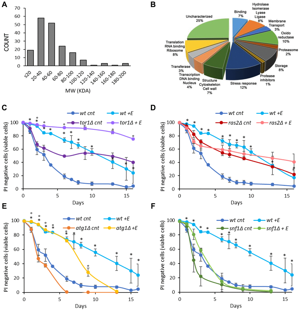 Cowpea extract extends yeast lifespan. (A, B) Analysis of V. unguiculata extract by mass spectrometry using a shotgun proteomic approach to identify all the proteins present in the sample. (A) MW distribution and (B) classification of the proteins identified. The data have been deposited to the ProteomeXchange Consortium via the PRIDE partner repository with the dataset identifier PXD017716. (C–F) CLS of wt and (C) tor1Δ, (D) ras2Δ, (E) atg1Δ, (F) snf1Δ cells, grown in SD medium containing 2% glucose in the absence or presence of 0.2% V. unguiculata extract. *pC–F.