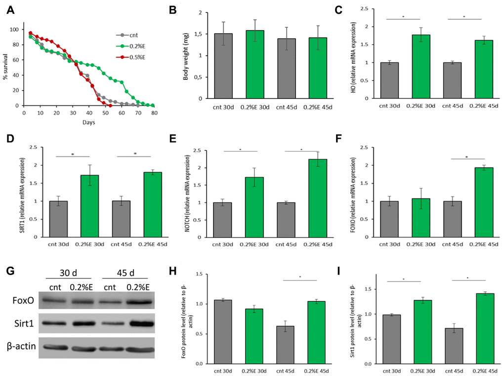 Cowpea extract extends D. melanogaster lifespan. (A) Survivorship of adult female D. melanogaster. Flies were supplemented with 0.2% and 0.5% bean extract lifelong. (B) Body weights of D. melanogaster supplemented with 0.2% bean extract. Flies were supplemented with 0.2% bean extract for 30 or 45 days. (C–F) Expression of genes related to longevity and oxidative stress. Flies were supplemented with 0.2% cowpea extract for 30 or 45 days. Total RNA was isolated and the mRNA levels of HO (C), SIRT1 (D), NOTCH (E), FOXO (F) were quantified using RT-PCR. (G) Western analysis using anti-FoxO and anti-Sirt1 antibodies on proteins extracts from flies supplemented with 0.2% cowpea extract for 30 or 45 days. (H–I) Densitometric analysis of FoxO and Sirt1 proteins. *p