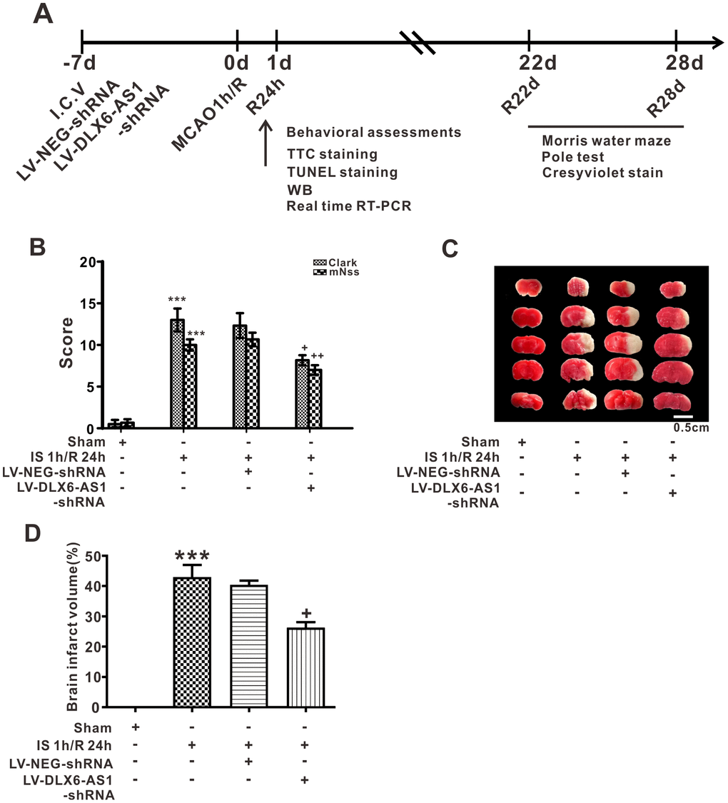 DLX6-AS1 silencing inhibited the acute injury of cerebral neurons induced by brain ischemia/reperfusion. (A) Flow chart of the study investigating DLX6-AS1 function. (B) Average neurological scores of the Clark and mNSS tests. (C) Representative images and (D) Statistical chart for TTC staining. Values represent the mean ± SEM (n = 6 for each group). ***P 