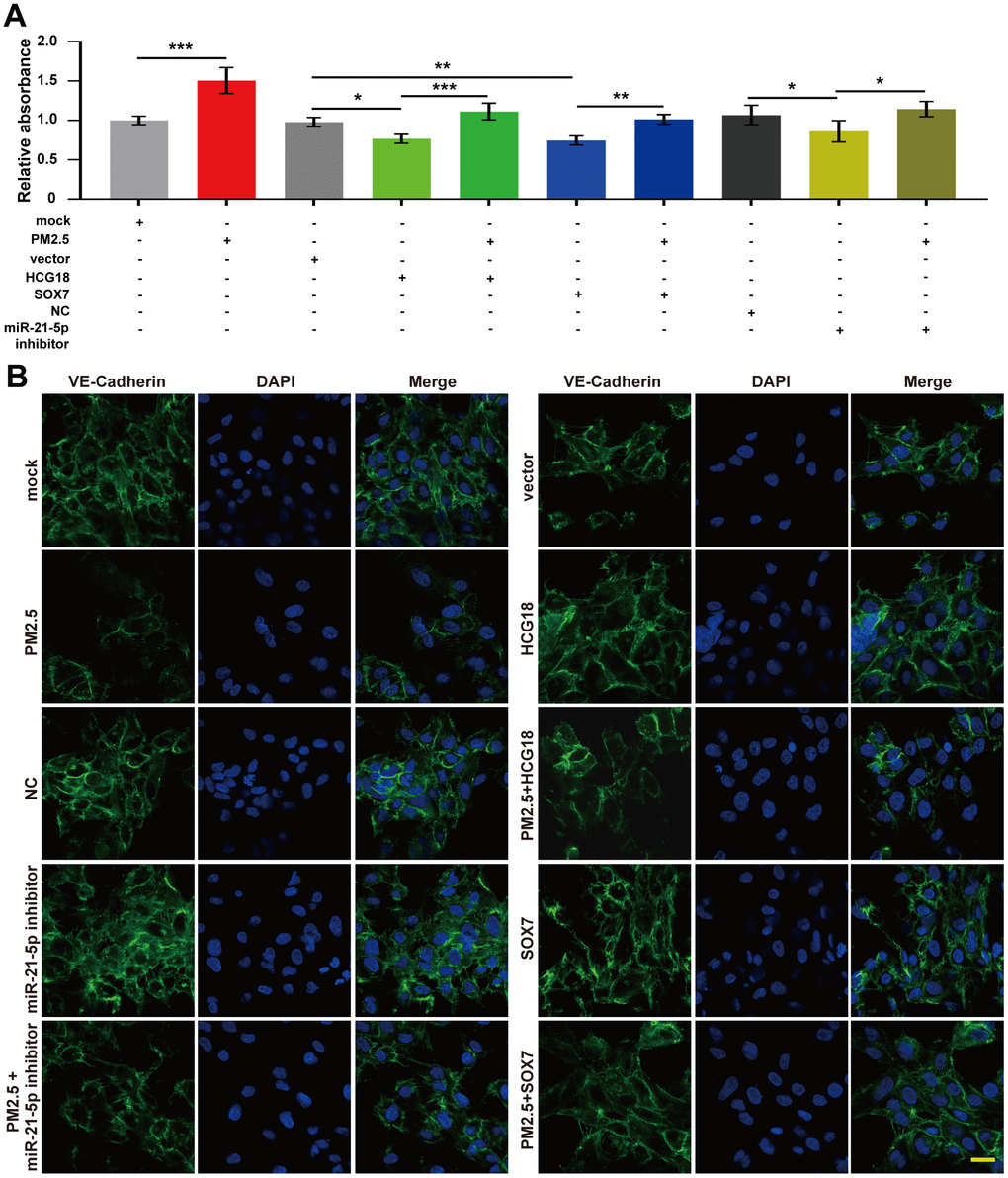 PM2.5 increased the permeability of vascular endothelial cells through regulation of the HCG18/miR-21-5p/SOX7/VE-cadherin axis. (A) The permeability detected by FITC-dextran transwell assay increased in PM2.5-treated HUVECs and decreased in HCG18 or SOX7-overexpressed or miR-21-5p-inhibited HUVECs. (B) Immunofluorescence assay was used to detect the expression and location of VE-cadherin in HUVECs. The expression of VE-cadherin was inhibited in PM2.5-treated HUVECs and increased in HCG18 or SOX7-overexpressed or miR-21-5p-inhibited HUVECs. Cotreatment with PM2.5 abrogated the overexpression of VE-cadherin induced by overexpression of HCG18 or SOX7 or inhibition of miR-21-5p. *: PPP