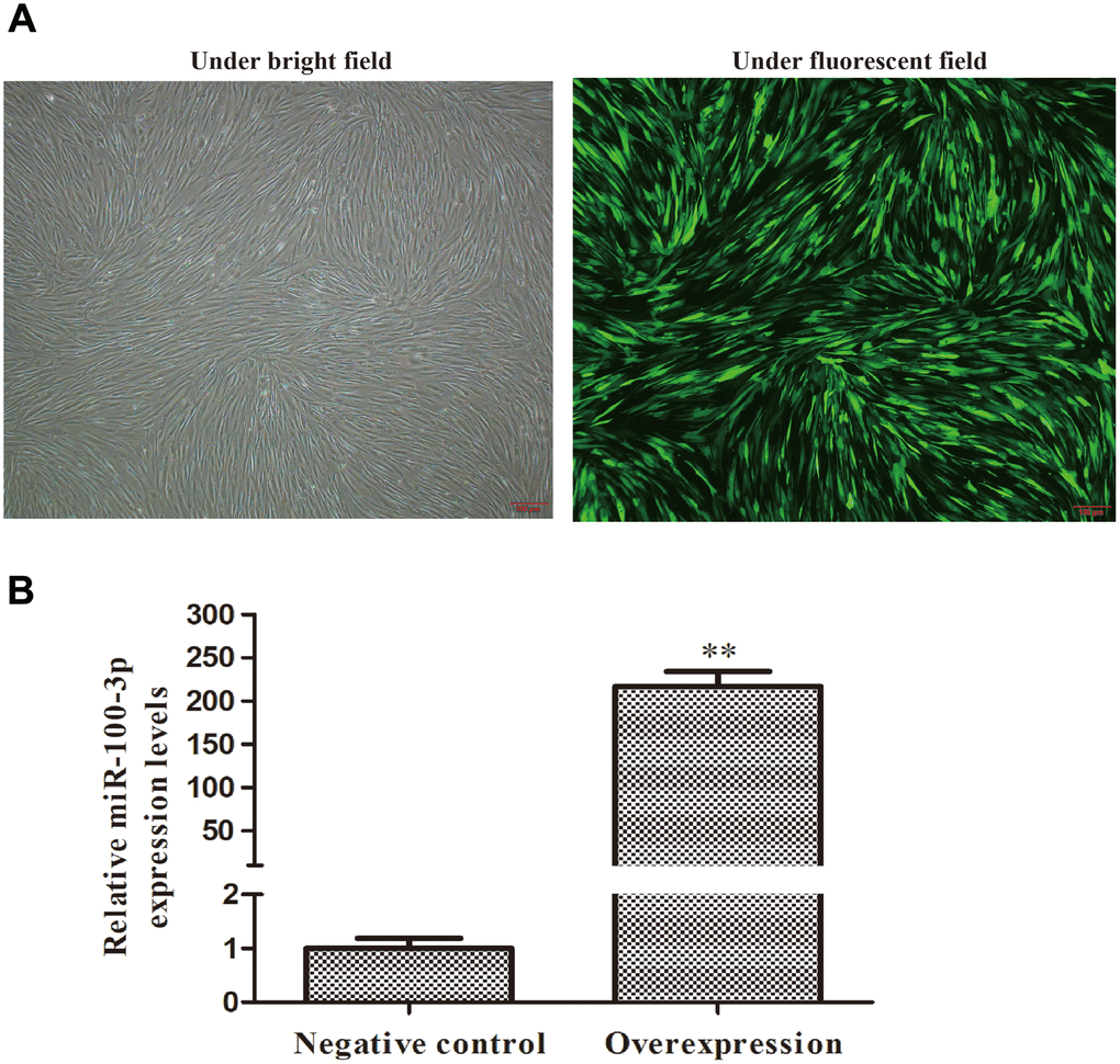 Screening of stably transduced hMSCs. Control or miR-100-3p overexpression lentiviral vectors were used to infect hMSCs. (A) Lentivirally transduced cells were assessed via light and fluorescent microscopy (4×); scale bar, 100 μm, with a representative image being shown. (B) qRT-PCR was used to measure miR-100-3p overexpression. Data are means ± SD (X ± SD, n=3). **P