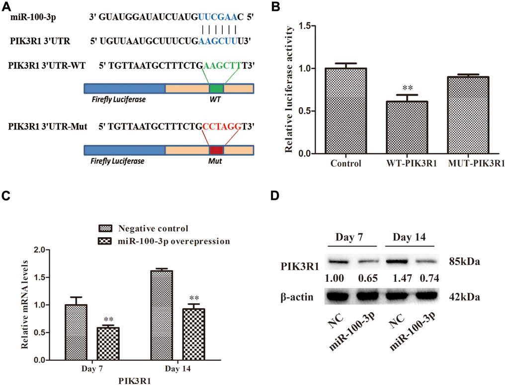 miR-100-3p specifically binds to the PIK3R1 3′-UTR region. (A) Illustration of the putative site of miR-100-3p binding within the 3’-UTR of PIK3R1, with nucleotides that were mutated for MUT reporter preparation highlighted in red. (B) Luciferase activity assay results. (C, D) The impact of miR-100-3p overexpression on PIK3R1 expression in the context of hMSC adipogenesis was measured via qRT-PCR and Western blotting. Data are means ± SD (n=3). **P