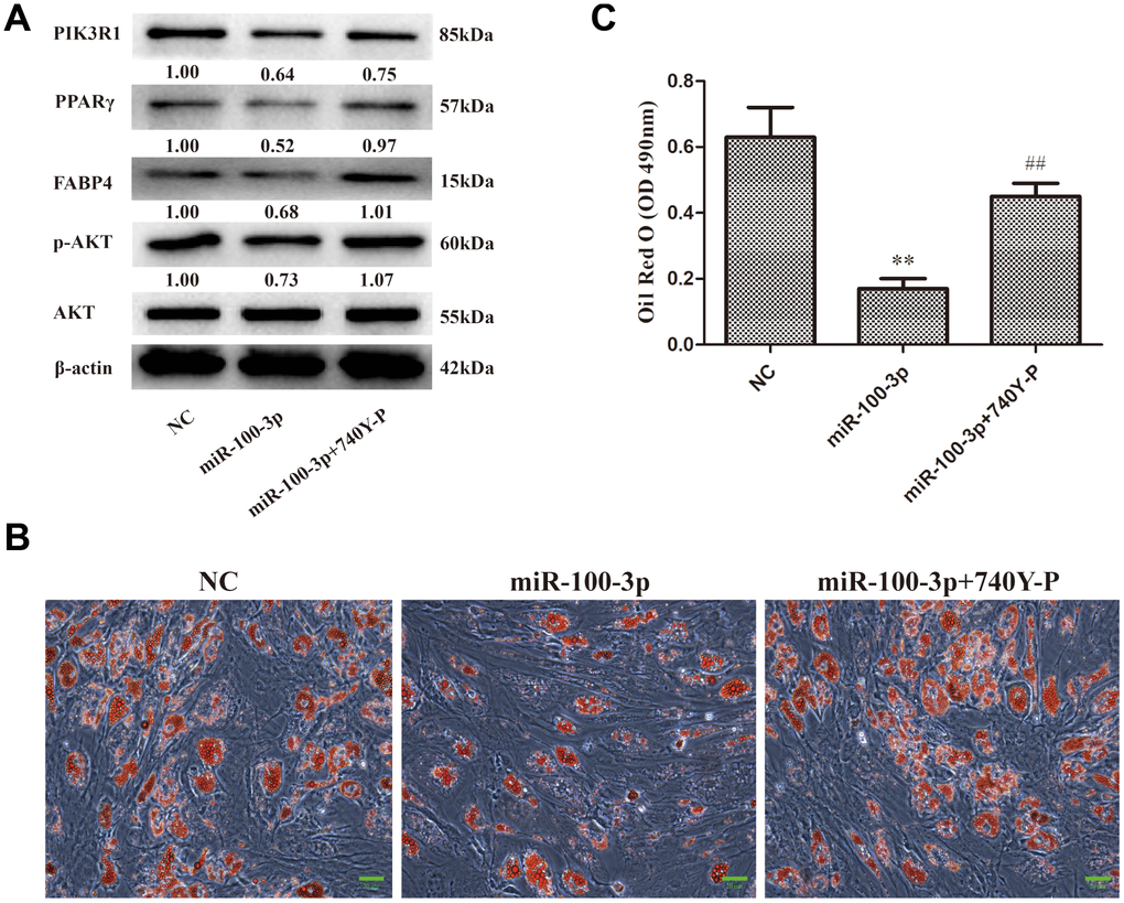 miR-100-3p controls hMSC adipogenesis via the PI3K/AKT signaling pathway. hMSCs overexpressing miR-100-3p were treated with a PI3K/AKT signaling pathway agonist. (A) Protein expression in these cells was assessed. (B) Lipid droplets were detected in these cells via Oil Red O staining; scale bar, 20 μm. (C) Oil Red O staining intensity differed significantly among study groups. Data were collected on day 7 post-adipogenic induction. Data are means ± SD (X ± SD, n=3). **P##P