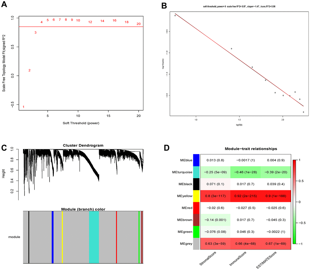 Determination of soft-thresholding power and identification of modules associated with ESTIMATE scores in WGCNA. (A) Analysis of the scale-free fit index for various soft-thresholding powers (β). (B) Checking the scale-free topology when β=6. (C) Dendrogram of all differentially expressed genes clustered based on a dissimilarity measure (1-TOM). (D) Heatmap of the correlation between module eigengenes and clinical traits of Grade II/III glioma cancer.