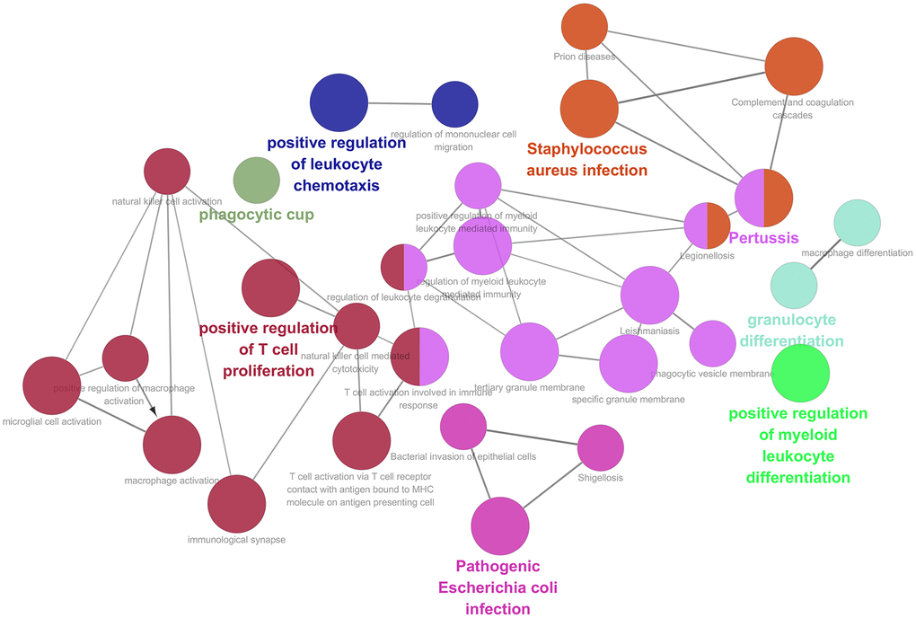 Function enrichment analysis based on PPI network. Functional annotations indicated that 46 genes in yellow modules were mostly involved in positive regulation of leukocyte chemotaxis, T cell proliferation and myeloid leukocyte differentiation.