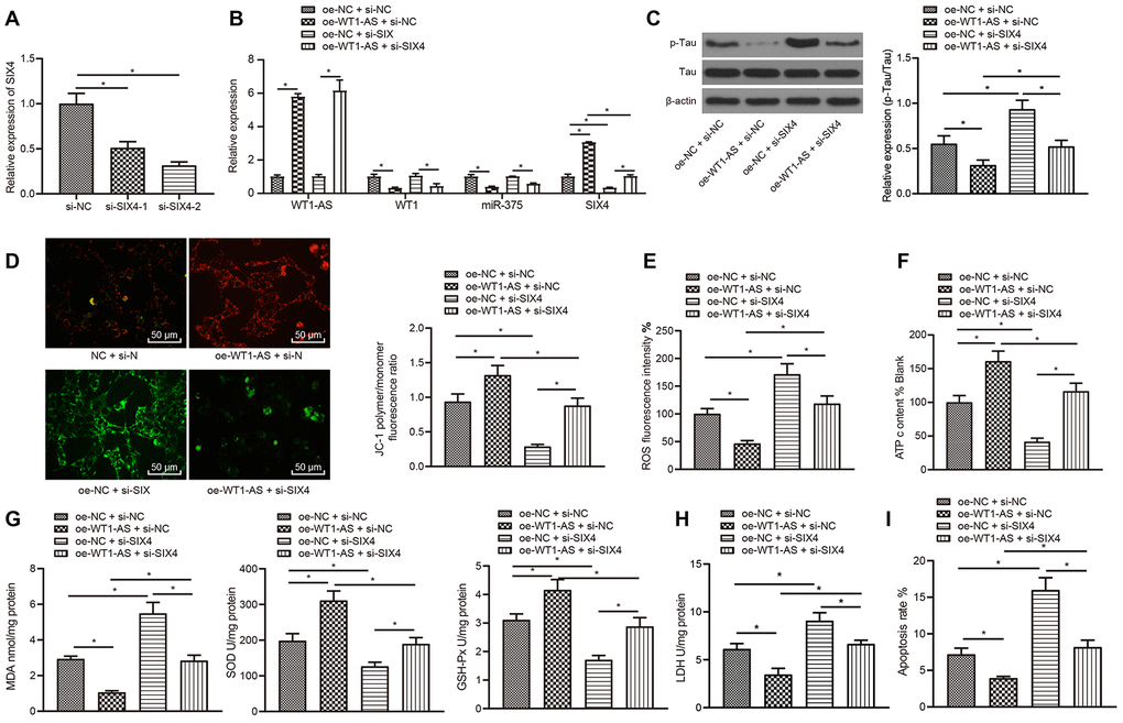 WT1-AS can inhibit the miR-375/SIX4 axis to suppress OSI and apoptosis by downregulating the transcription factor WT1. (A) The expression of SIX4 detected by qRT-PCR in cells transfected with SIX4-1 and SIX4-2 to screen a siRNA sequence. (B) The expression of WT1-AS, WT1, miR-375 and SIX4 detected by qRT-PCR. (C) The expression of p-Tau and total Tau detected by western blot. (D) Detection of mitochondrial membrane potential by JC-1 staining. (E) Detection of ATP content. (F) Detection of ROS content. (G) Detection of MDA content, SOD and GSH-Px activities. (H) Detection of LDH activity. (I) Detection of apoptosis by flow cytometry. *P