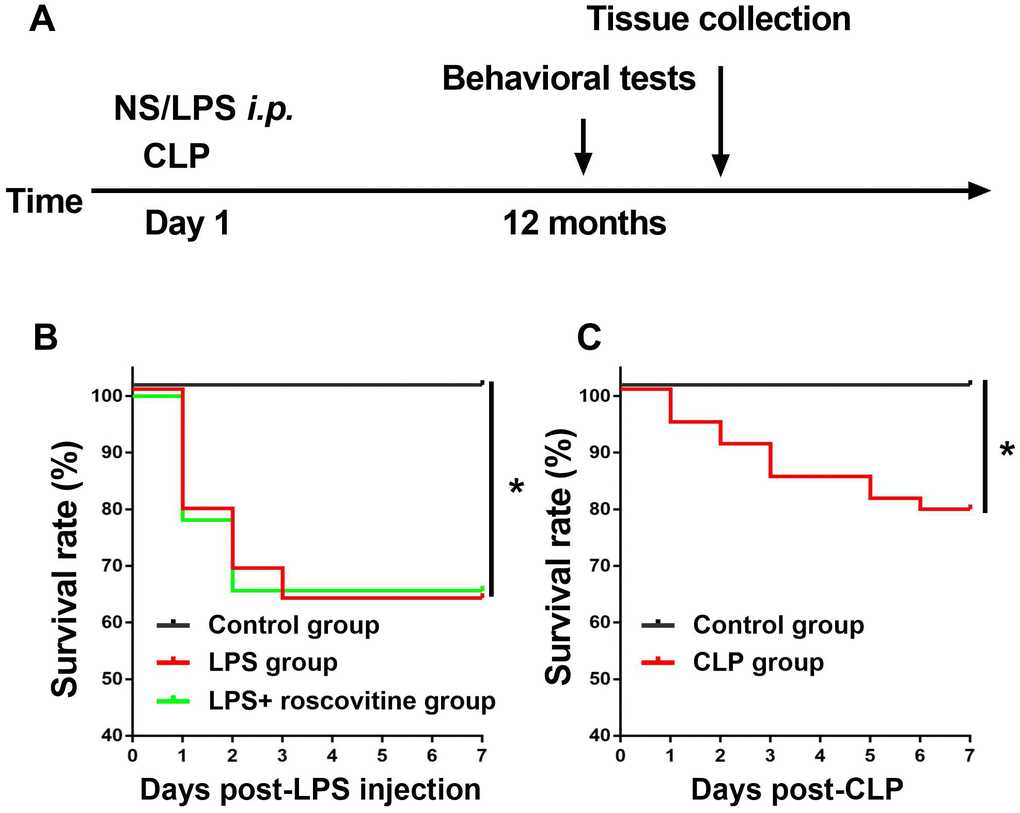 (A) Timeline of the experimental procedures of the present study. (B) Effects of LPS on survival rate, n = 25 for control group, n = 40 for LPS group, and n=33 for LPS + roscovitine group. (C) Effects of CLP on survival rate, n = 22 for control group, n = 52 for CLP group. LPS, lipopolysaccharide; NS, normal saline, *P 