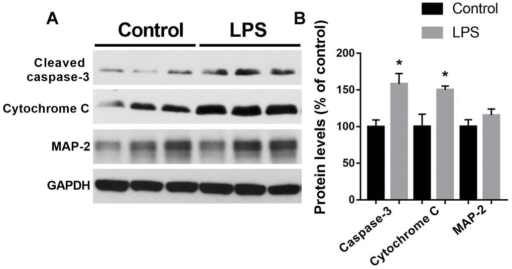 Expressions of cleaved caspase-3, cytochrome C, and MAP-2 in the hippocampus by western blotting analysis. (A) Representative Western blots bands of cleaved caspase-3, cytochrome C, and MAP-2 in the hippocampus; (B) Quantitative analysis of cleaved caspase-3, cytochrome C, and MAP-2. Data are presented as the mean ± SEM, n = 4, *P 